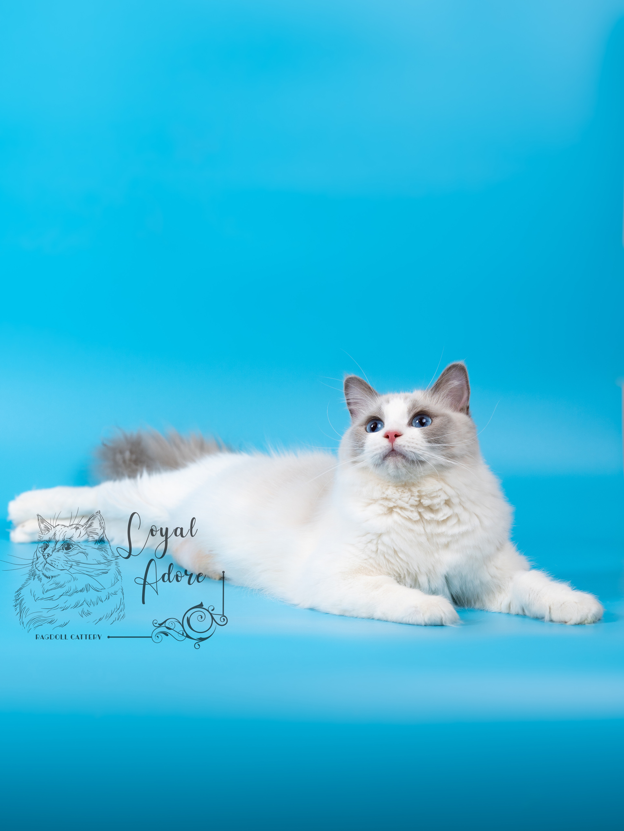 Кошки производители Loyal Adore. Питомник рэгдолл Loyal Adore