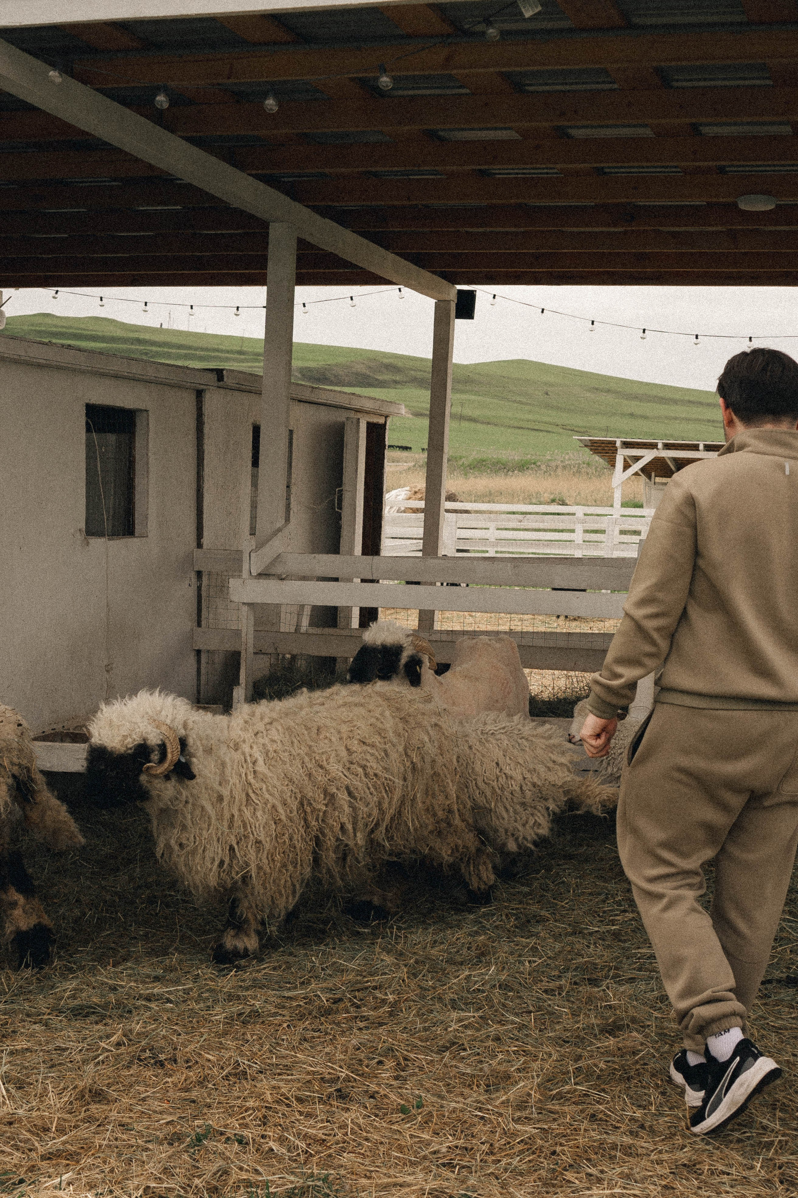 Ферма Альпак. Профессиональный фотограф, Санкт-Петербург — Виктория Богомолова