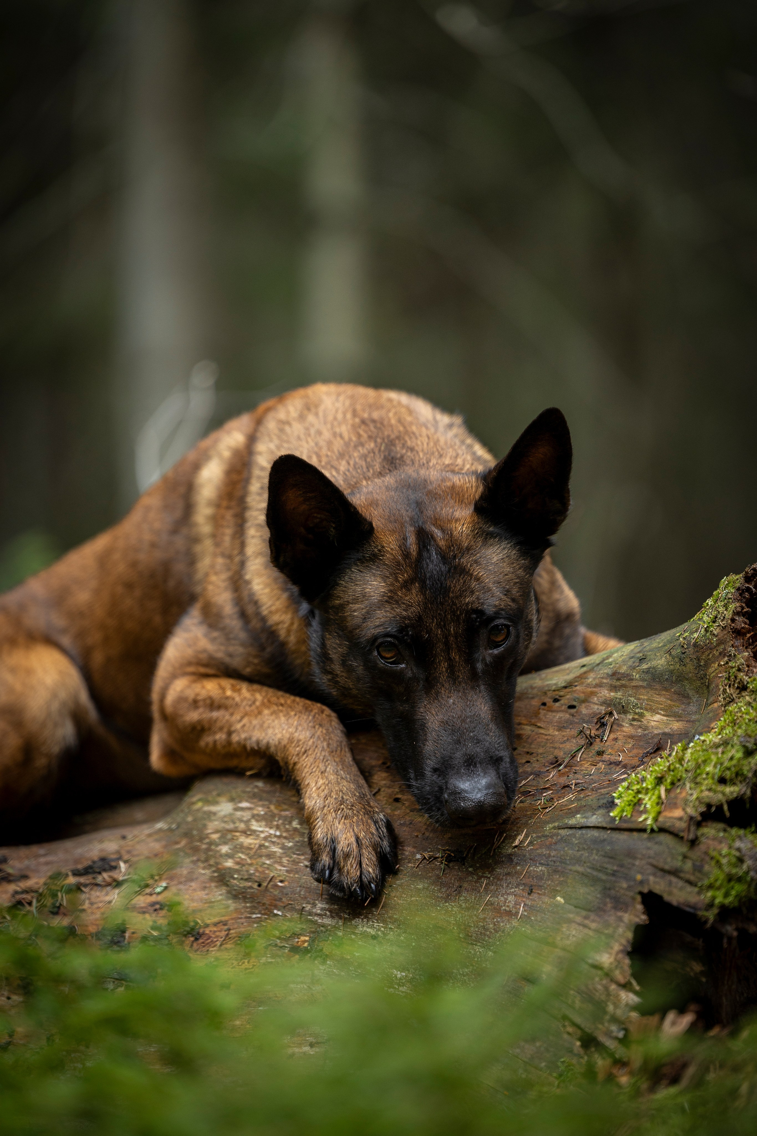 Миура. Фотограф-анималист Анна Маринич