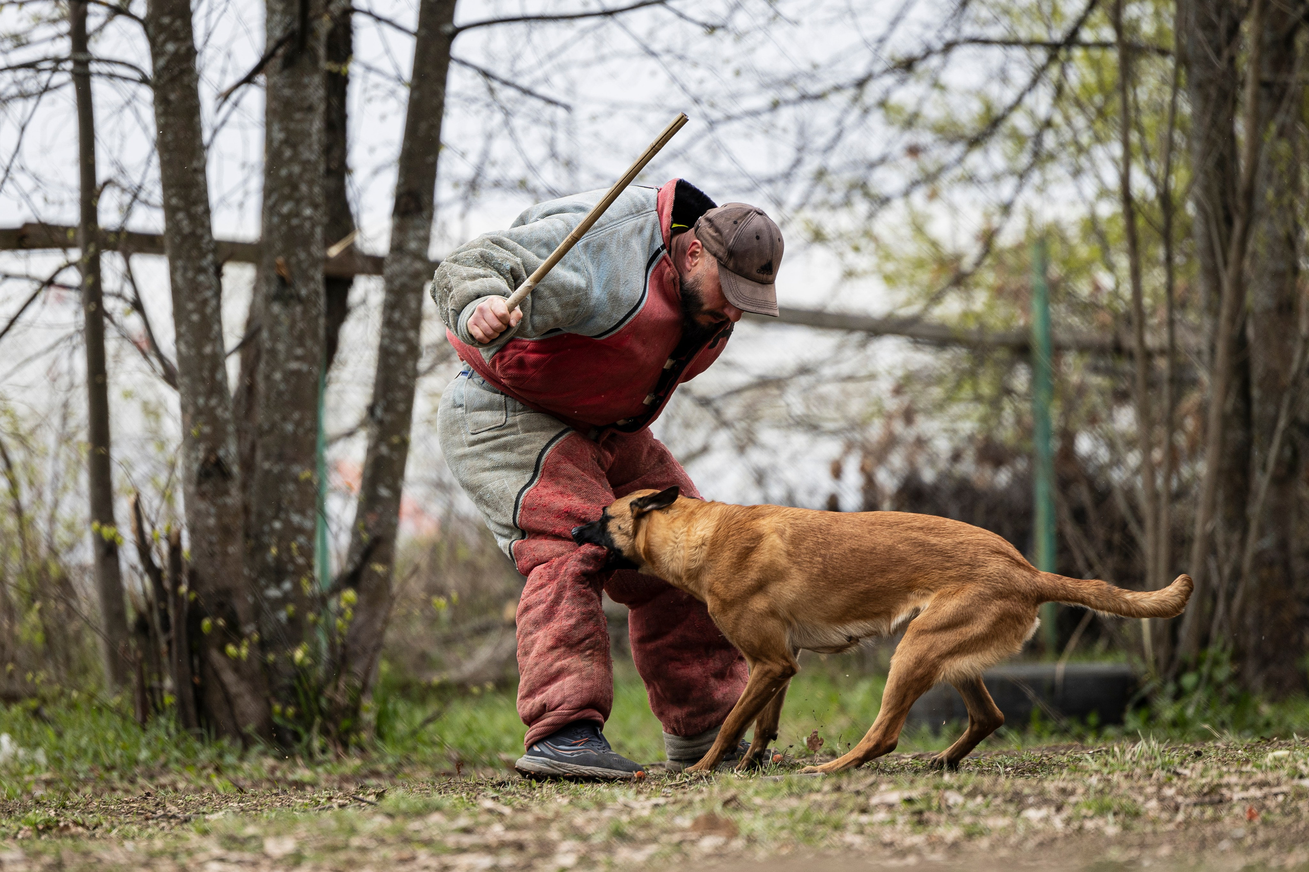 Квалификационные состязания по мондьорингу г. Вологда 11.05.24. Фотограф-анималист Анна Маринич
