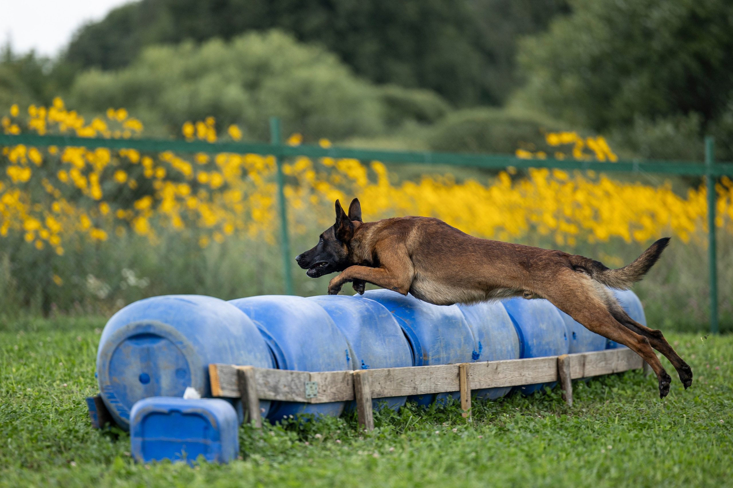 Соревнования по Мондьорингу г. Вологда 10-11.08.2024. Фотограф-анималист Анна Маринич