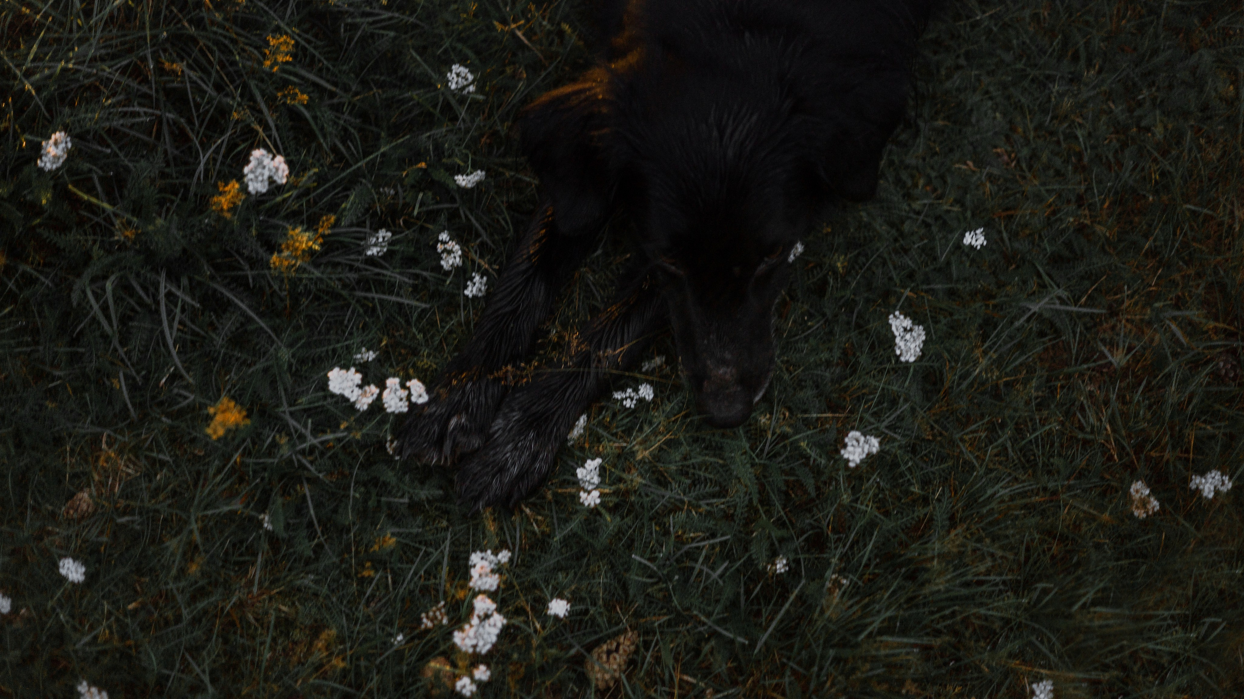 Лиза и Коди. Фотограф-анималист Богданова Полина