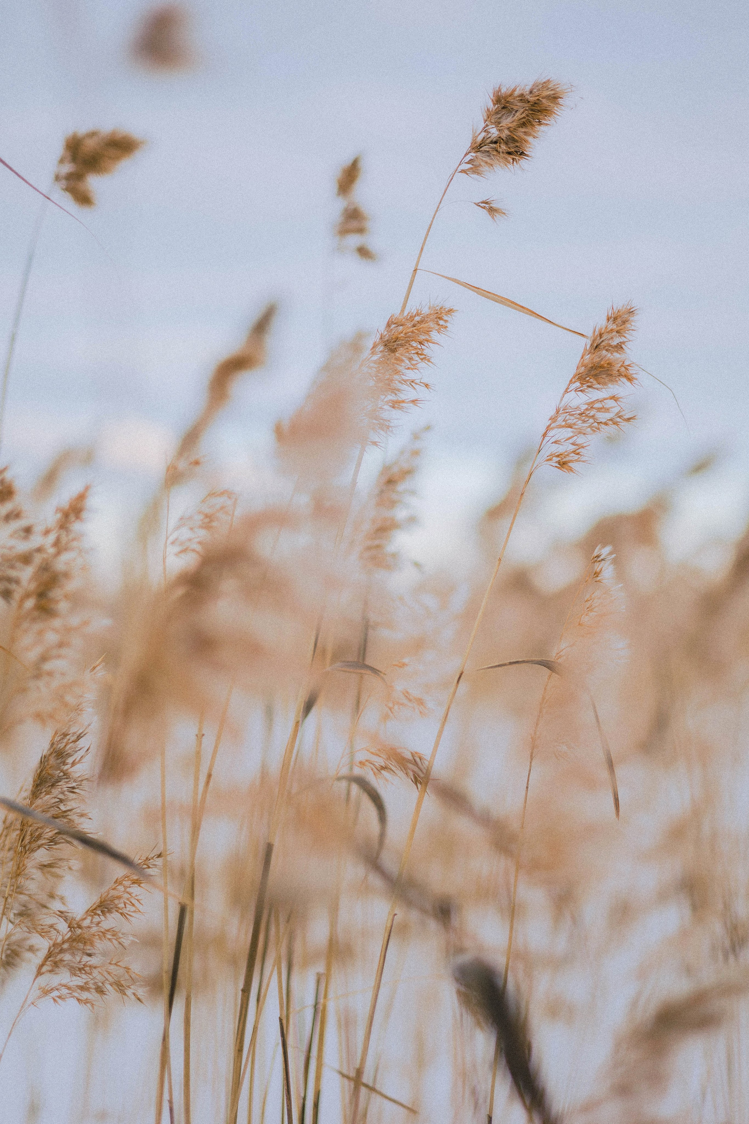 Маша, Рэм и Ньютон. Фотограф-анималист Богданова Полина
