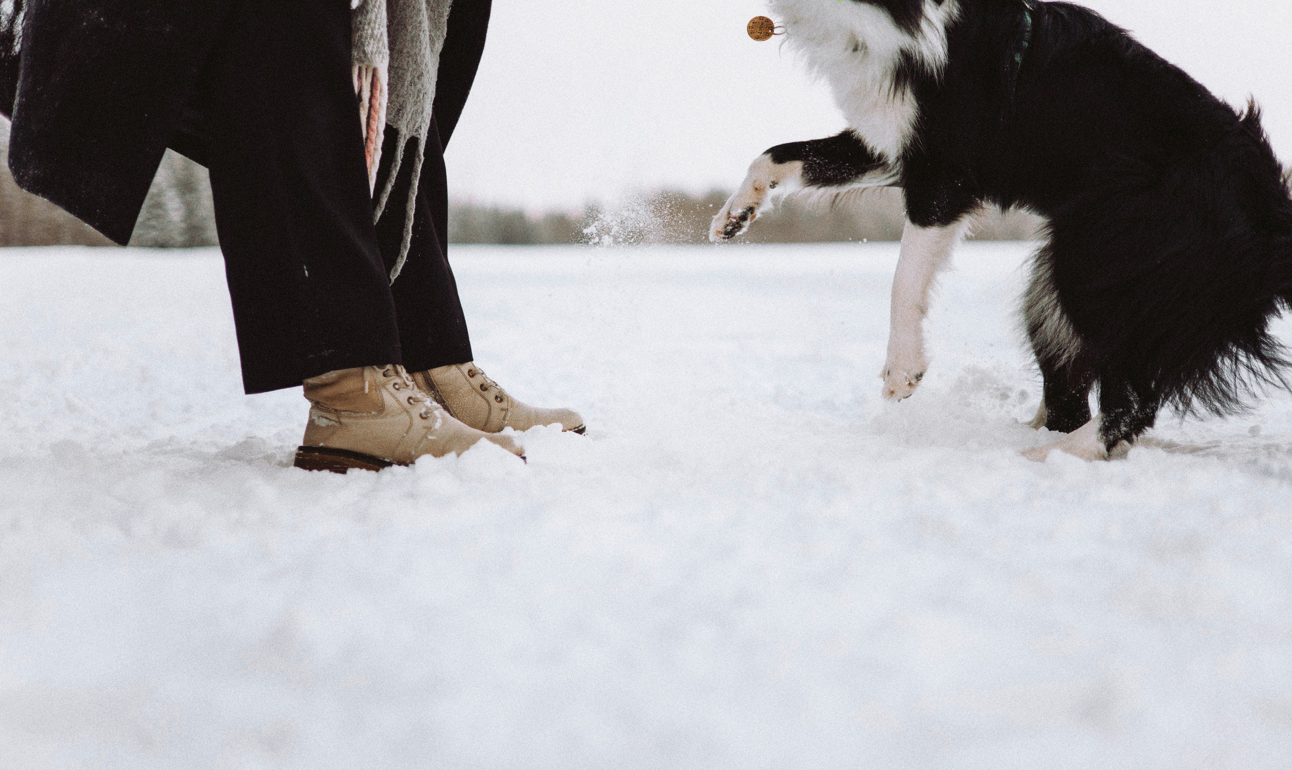 Алина и Найт. Фотограф-анималист Богданова Полина