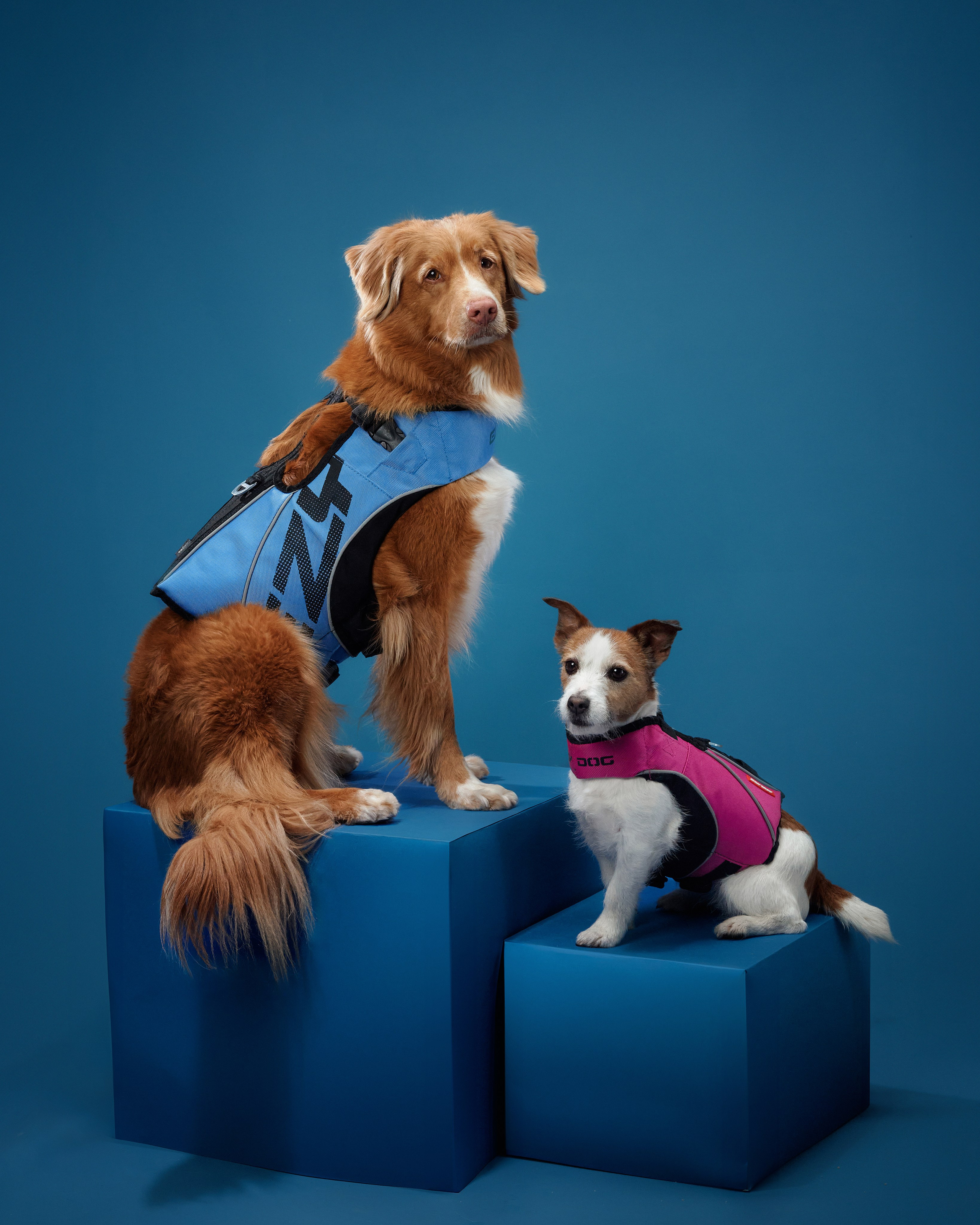 Advertising shooting with animals. Pets in advertising. Dog photographer Averianova Anna — Art photography of dogs