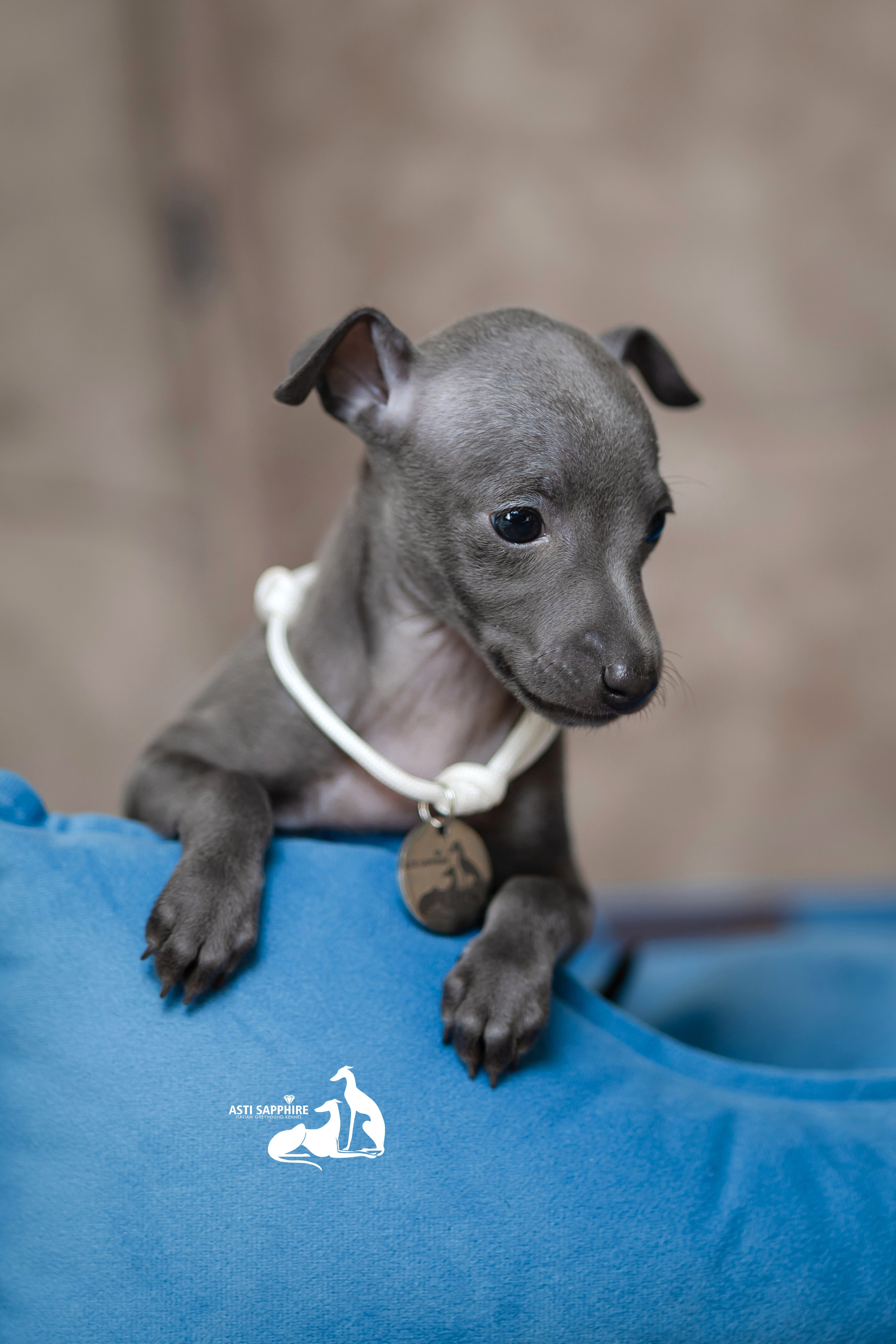 Весенние крошки. Professional Italian Greyhound Kennel RKF/FCI ASTI SAPPHIRE 💎 Sochi|St. Petersburg
