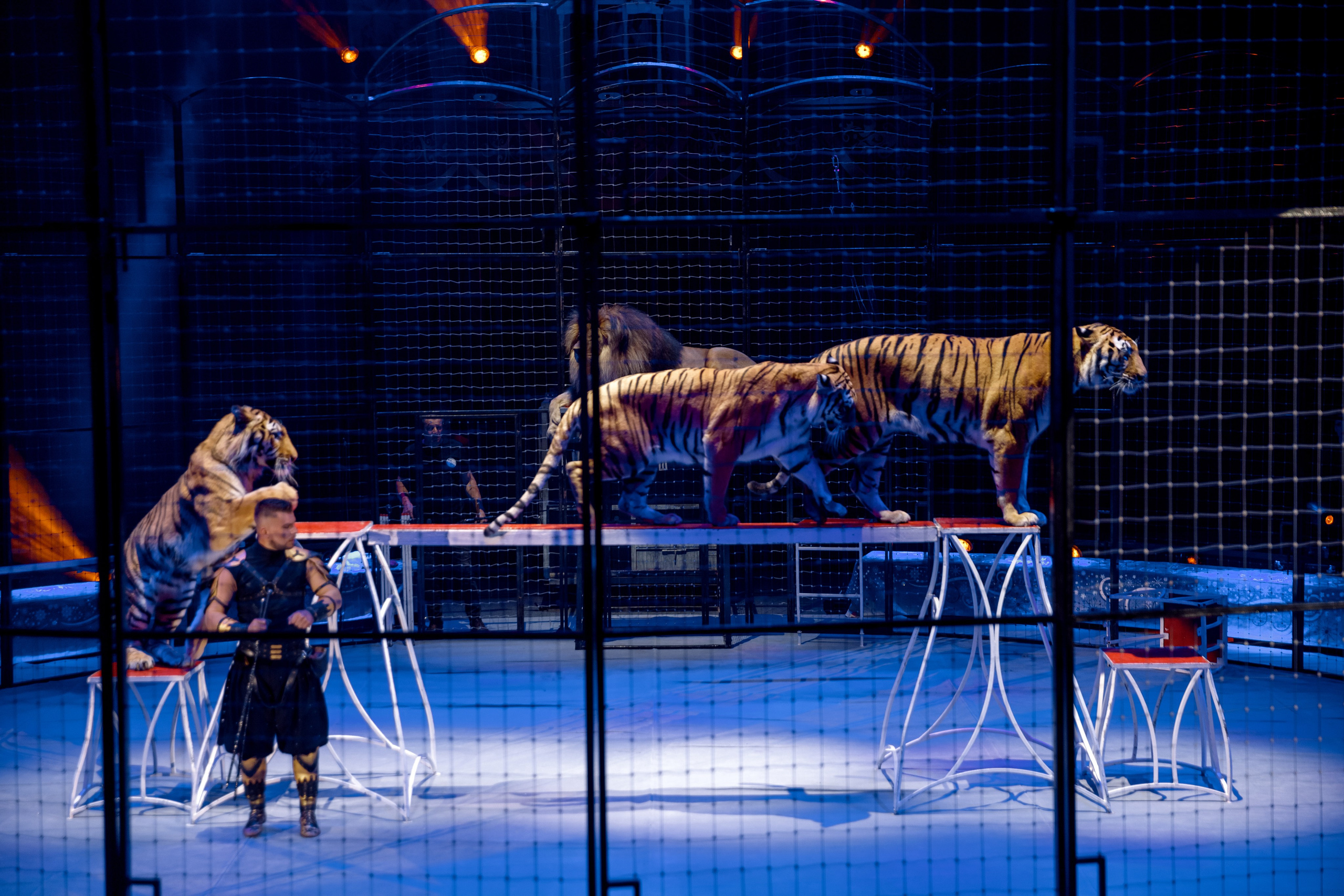 Цирк Moretti в Иркутске. Свадебный фотограф Иркутск, репортажный фотограф Иркутск