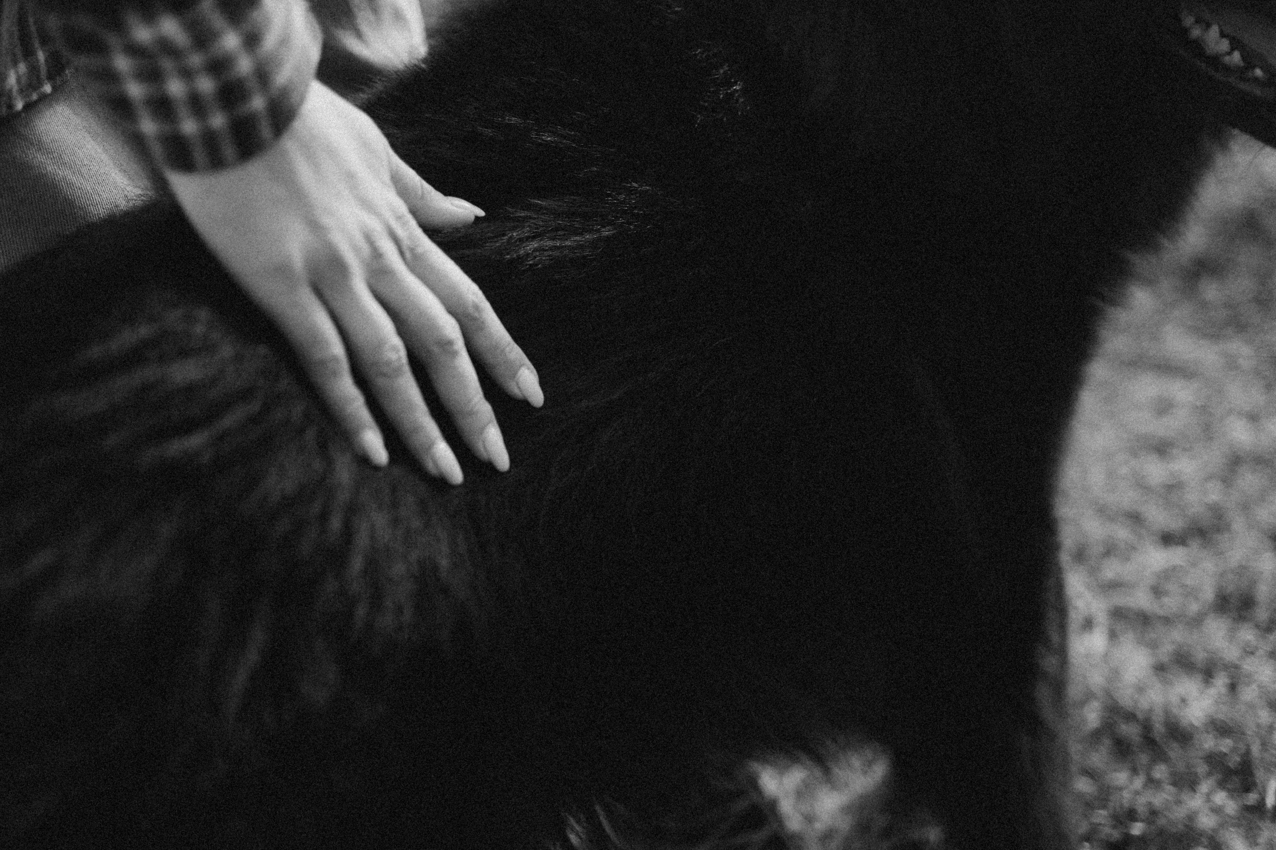 Лора и Джанго. Фотограф — Анималист | Санкт-Петербург