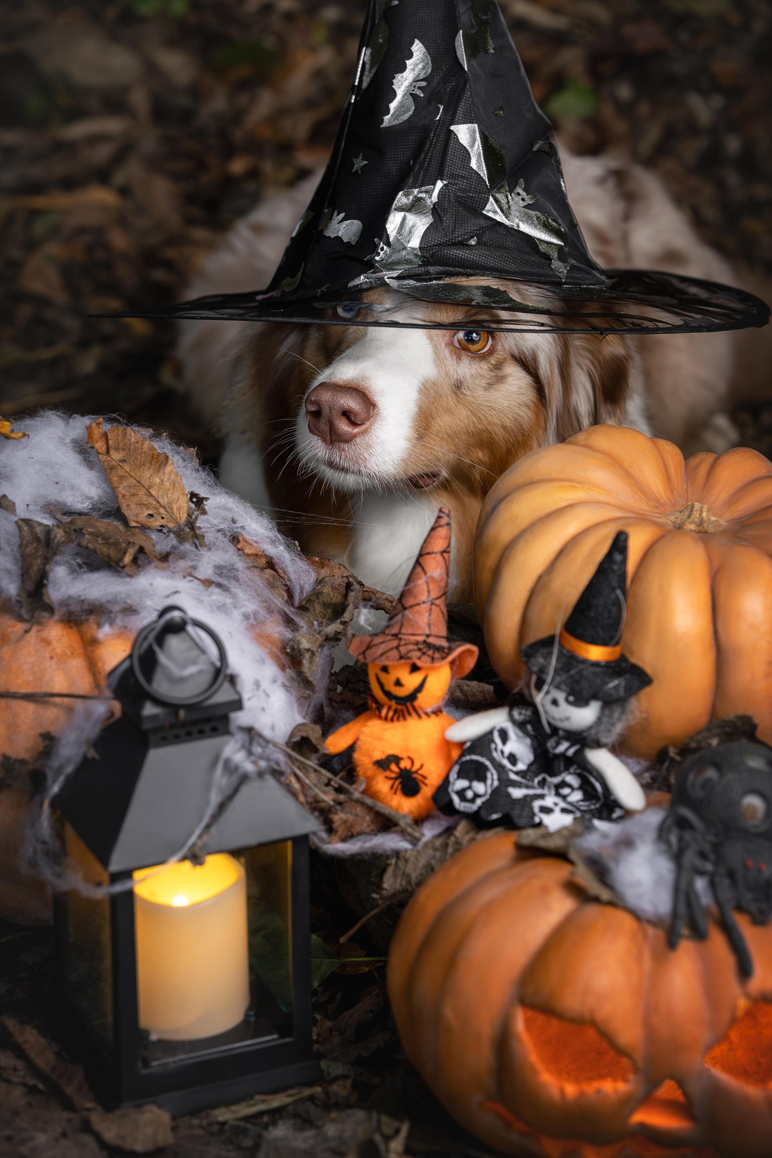 Полли, Австралийская Овчарка. Ирина Голомб|Фотограф-анималист в  Сочи и Калининграде