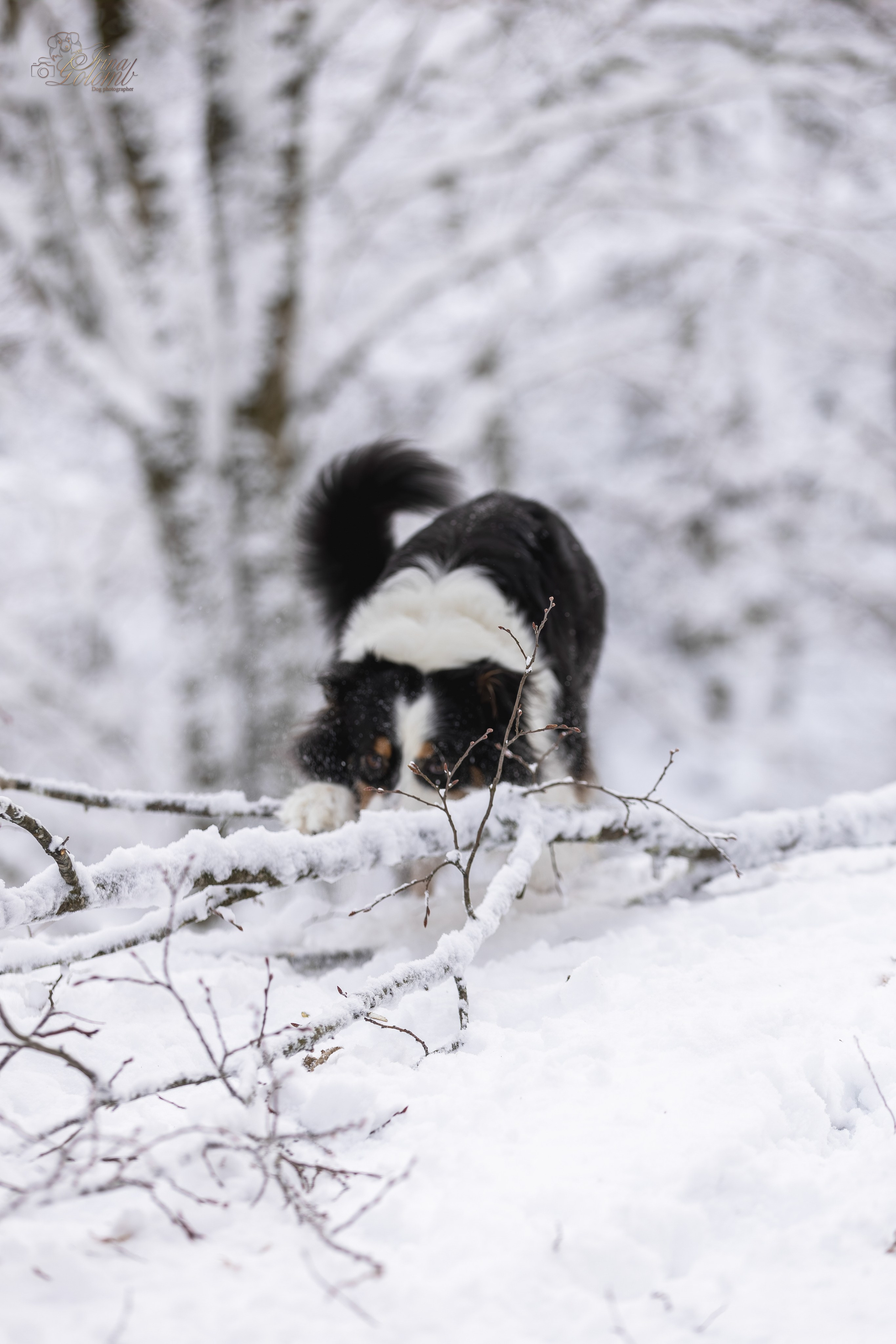 Догтуса Тропа Ефремова. Ирина Голомб|Фотограф-анималист в  Сочи и Калининграде