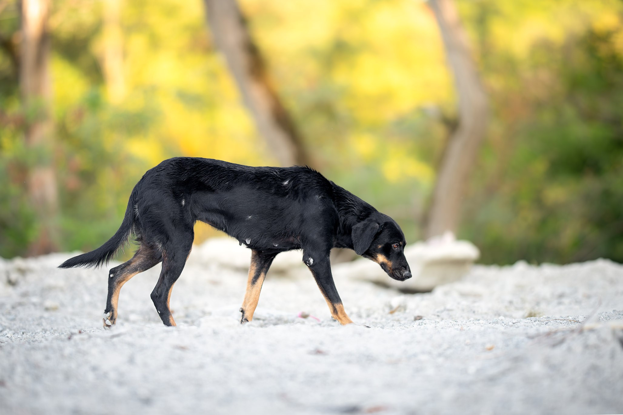 Кураторские питомцы с Пластунки. Ирина Голомб|Фотограф-анималист в  Сочи и Калининграде