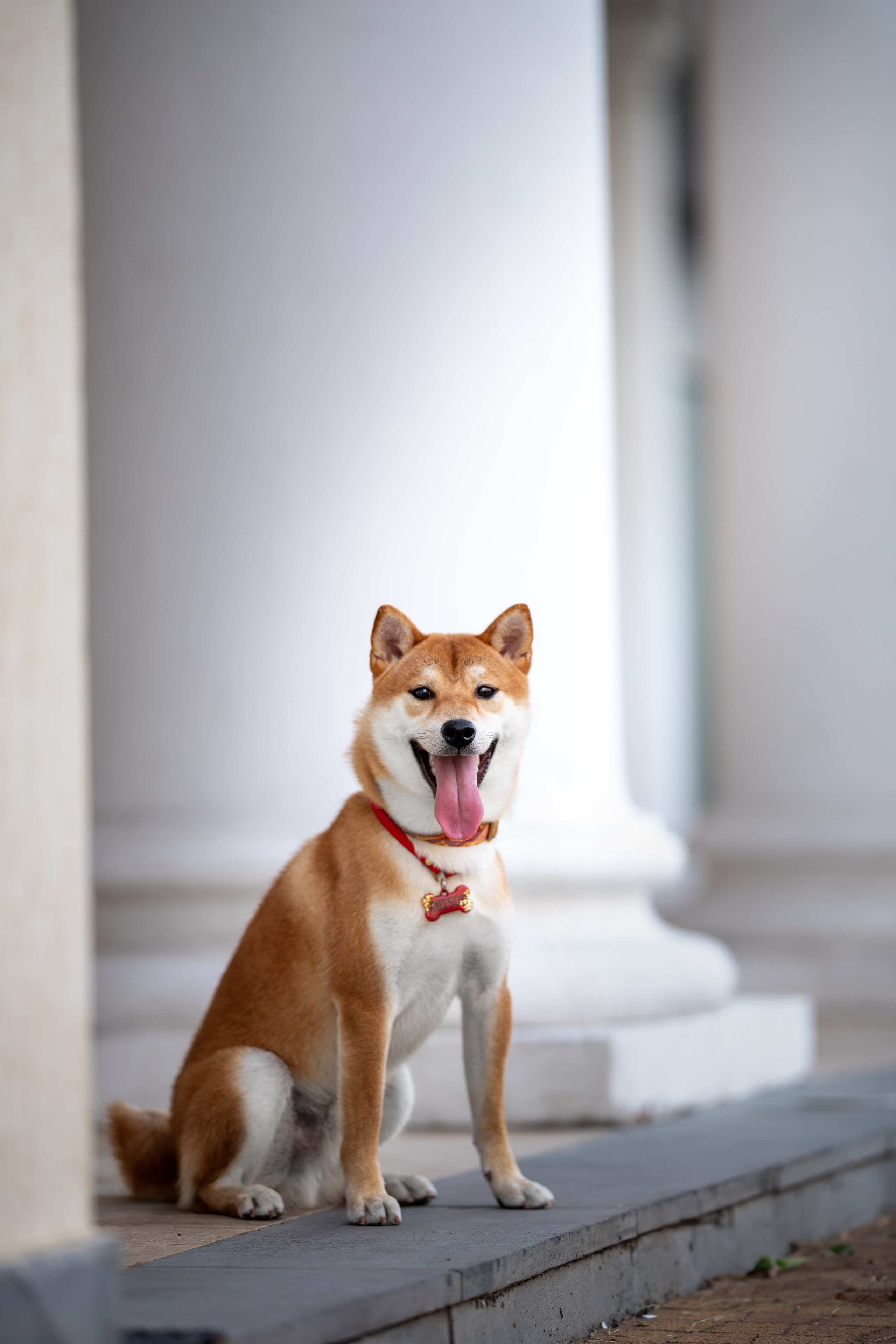 Митсоу, Сиба-Ину. Ирина Голомб|Фотограф-анималист в  Сочи и Калининграде