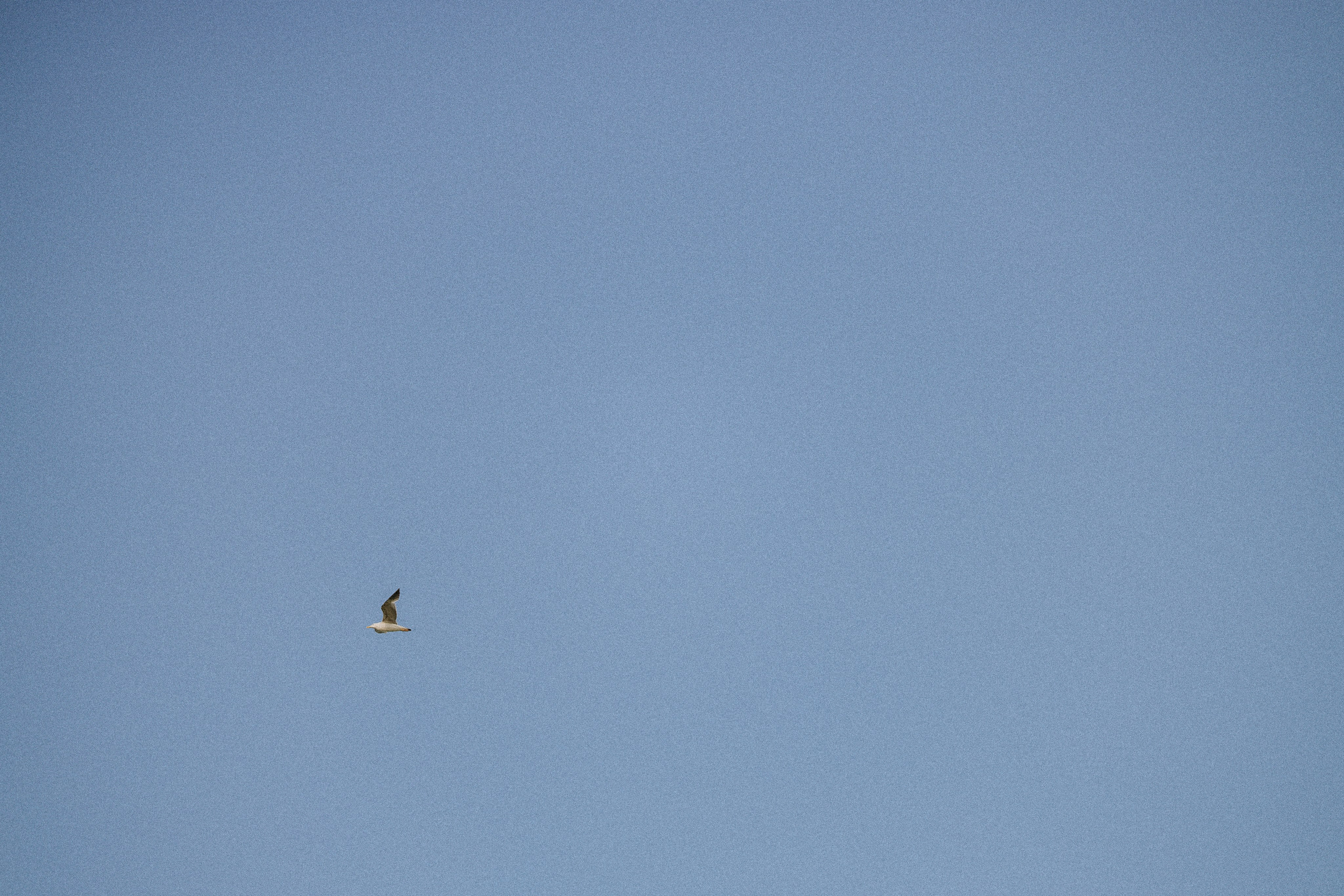 Олеся. Свадебный и Семейный фотограф в городе Тимашевск и Краснодар