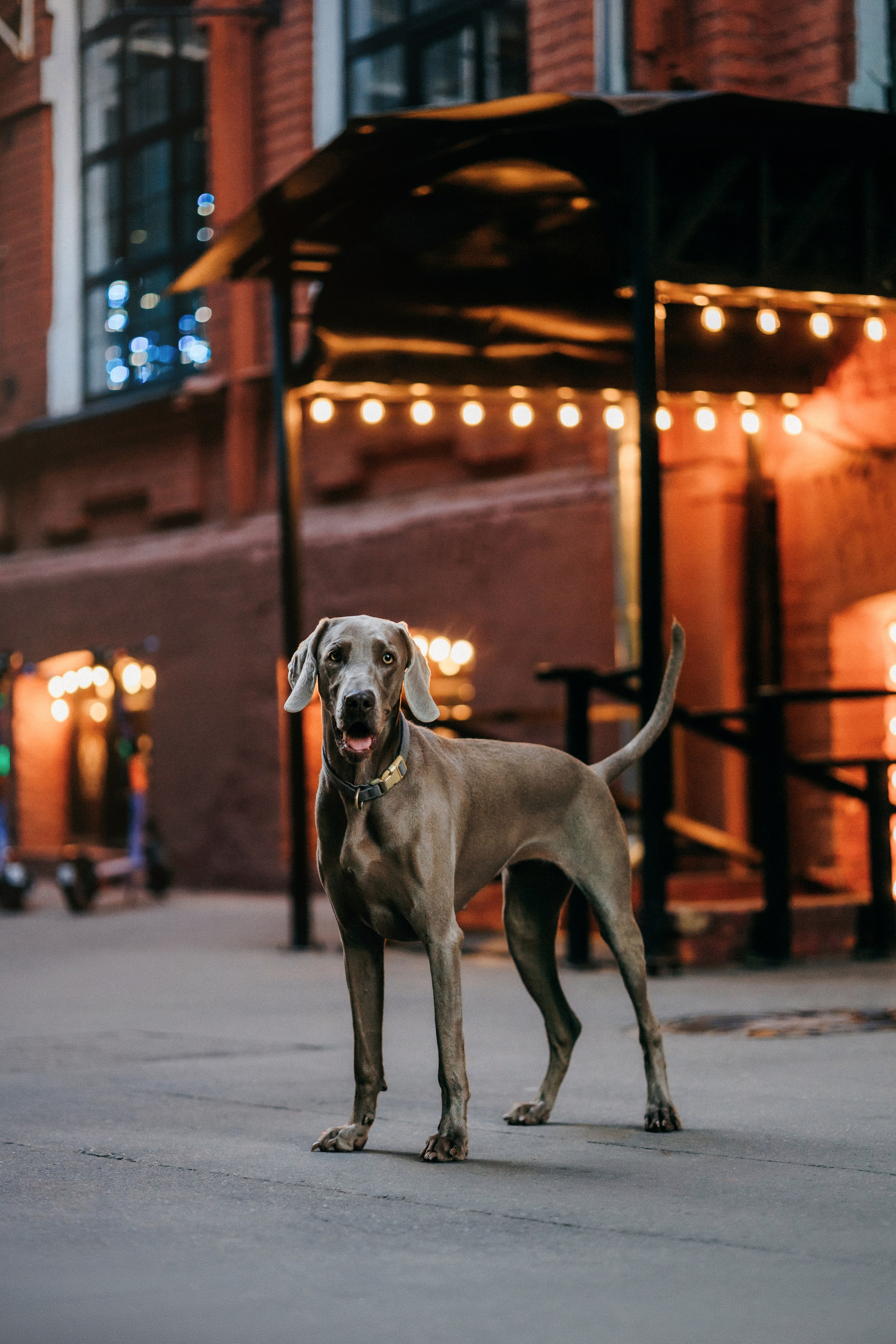 Соня и Майли. Фотограф-анималист Елена Радченко, Москва