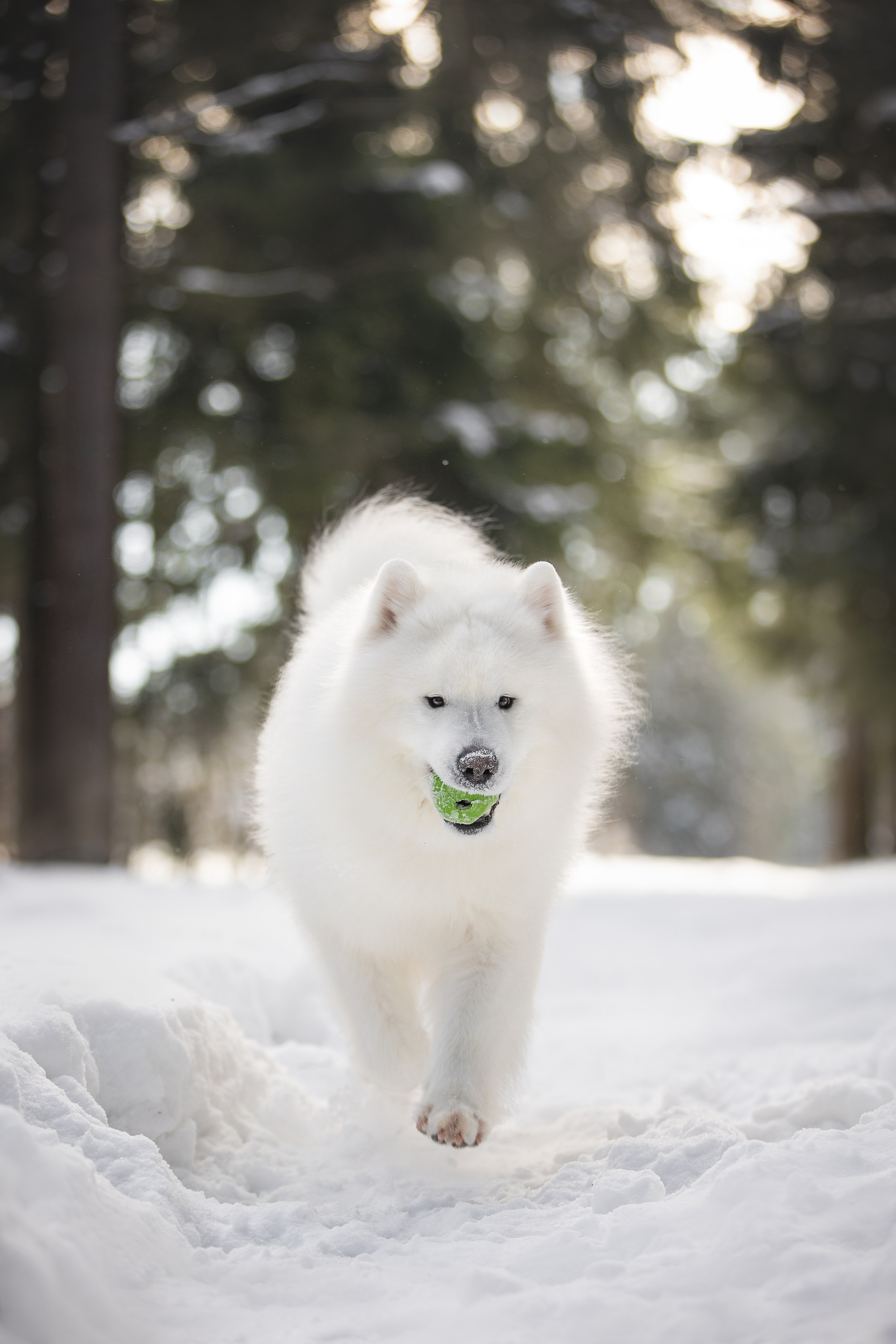 Дмитрий, Наталья и Панти. Фотограф анималист в Москве Майорова Евгения