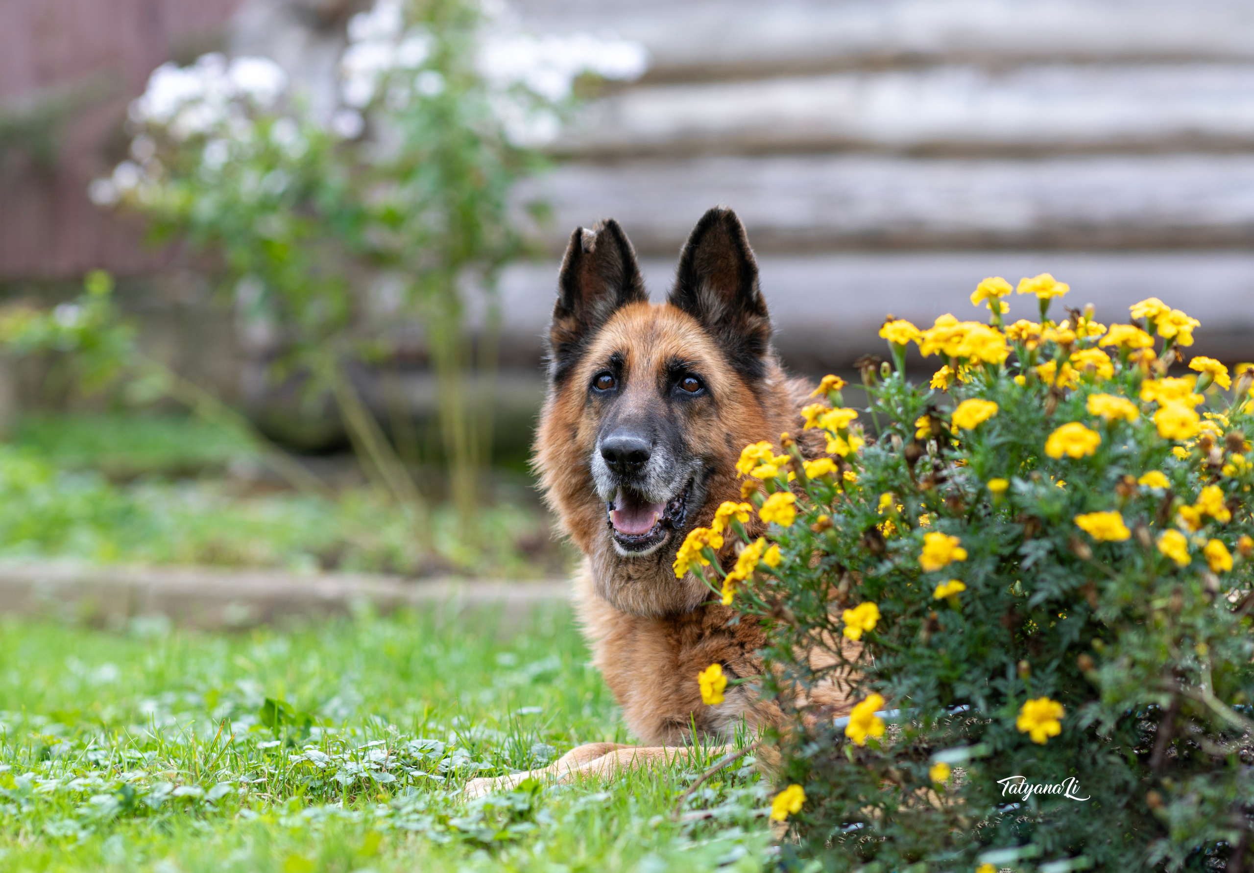Овчарка. Фотограф — анималист Татьяна Ли