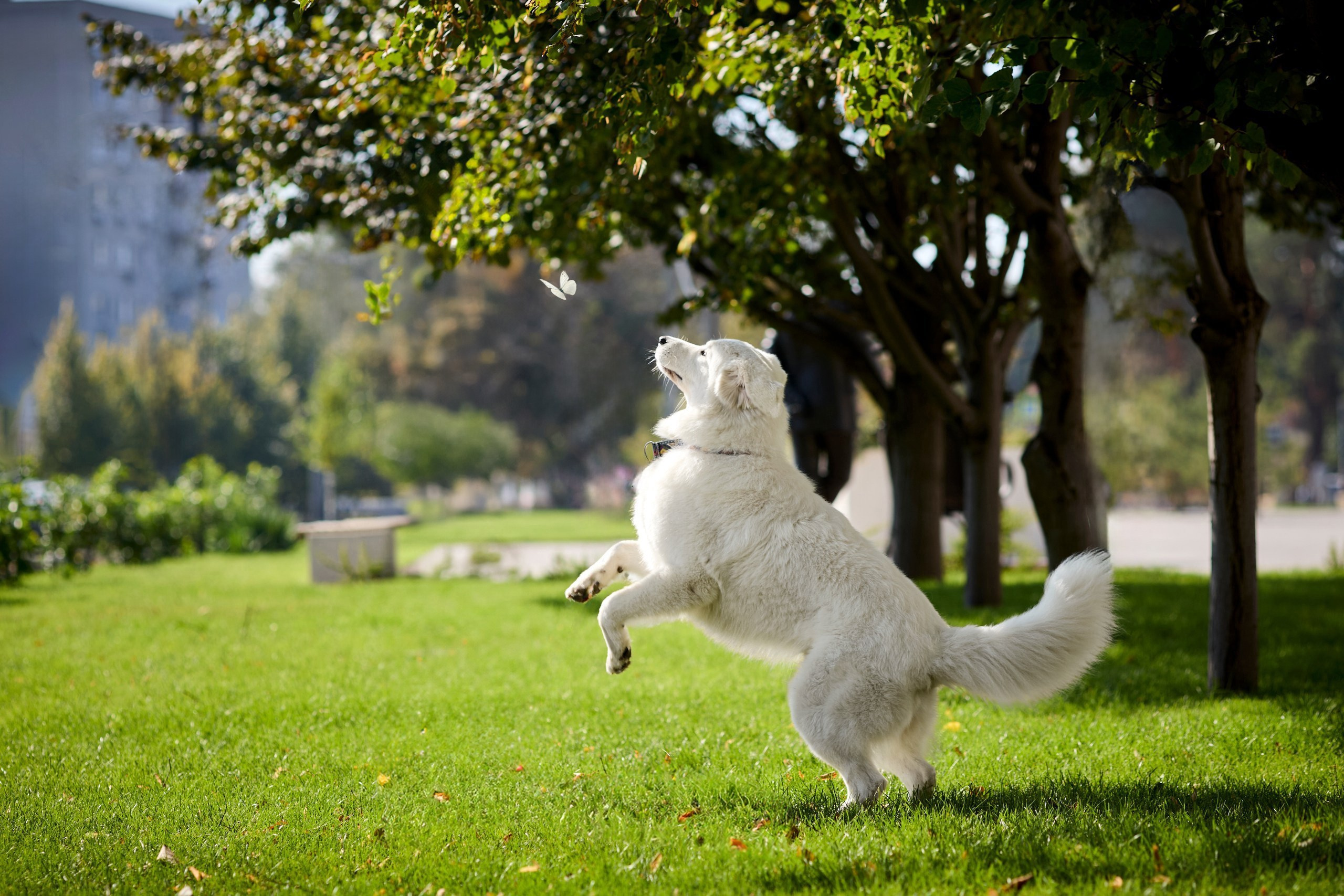 Фотопрогулки с собакой