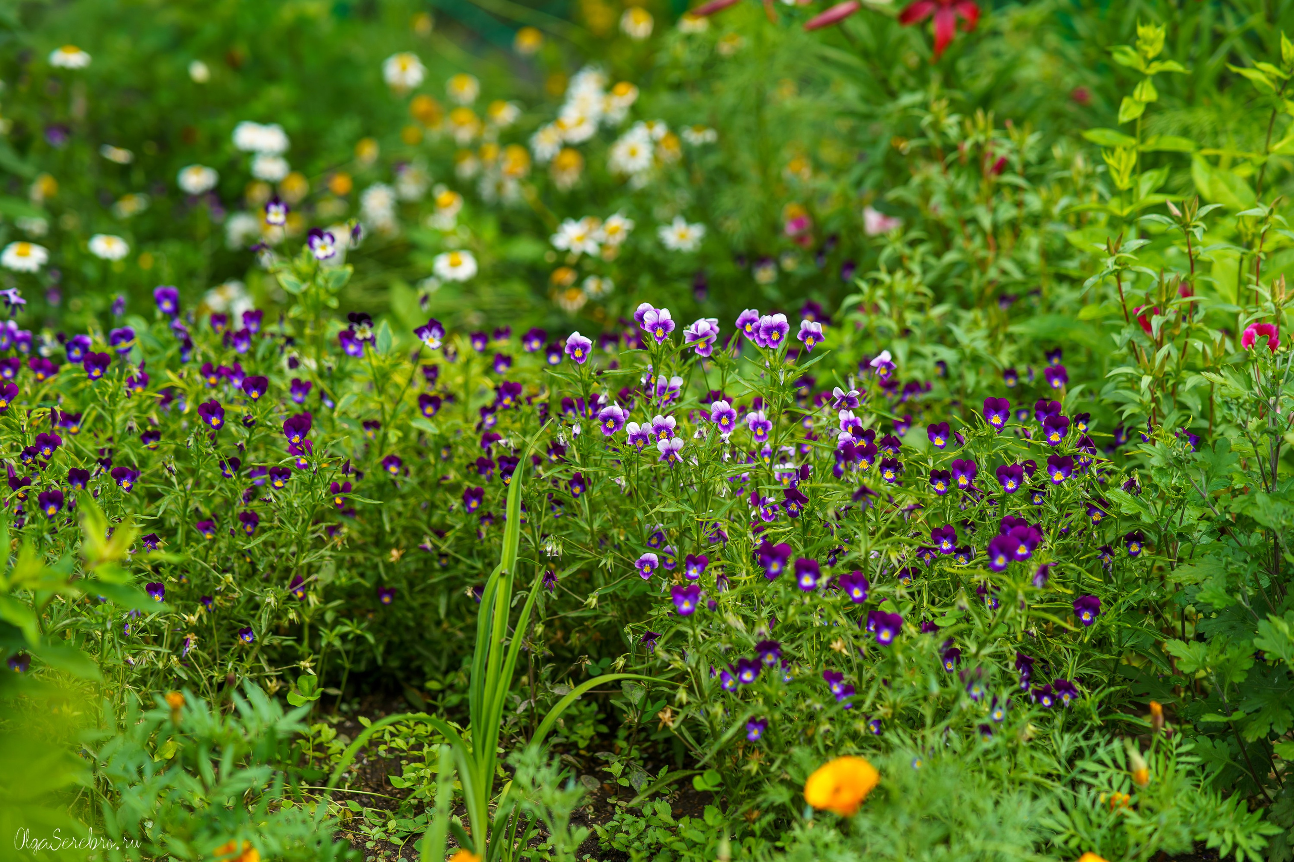Клумба на Черкасской. Фотограф Челябинск · Ольга Серебрякова