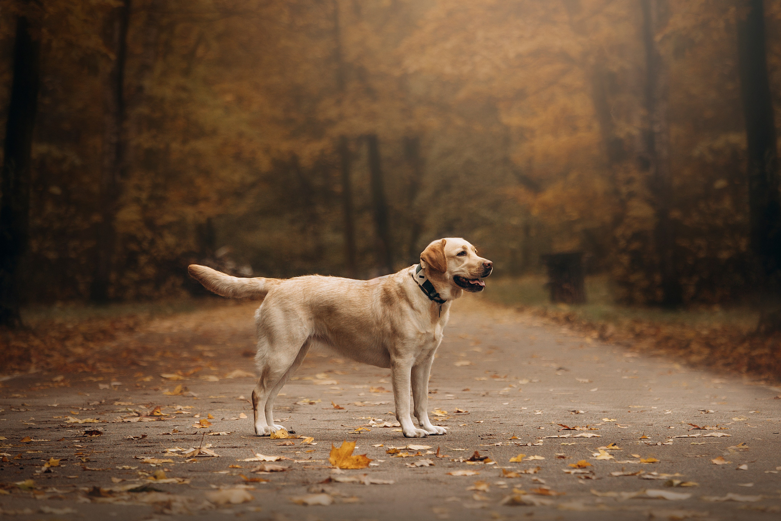 Шани и ее семья. Фотограф — Анималист | Санкт-Петербург