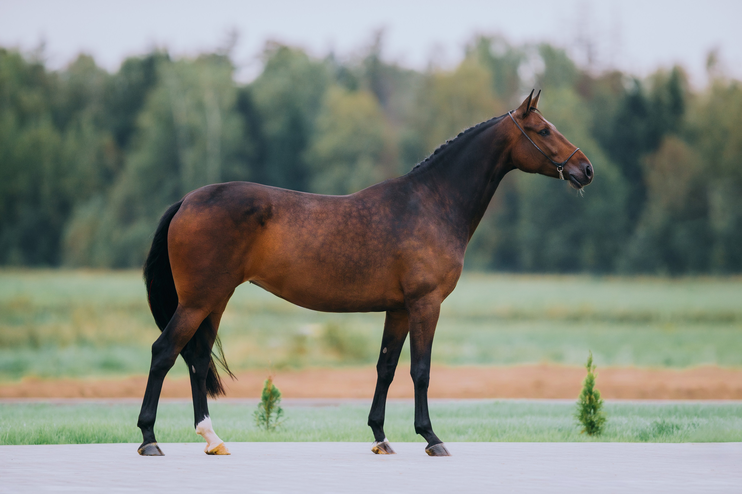 Экстерьеры. Фотограф-анималист Ксендзова Кристина