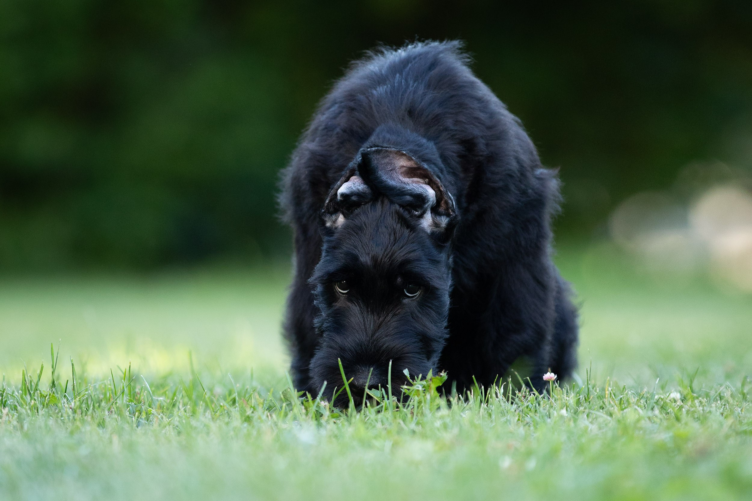 Уличная съемка щенков ризеншнауцера. Фотограф-анималист в Москве и Московской области Татьяна Фролова