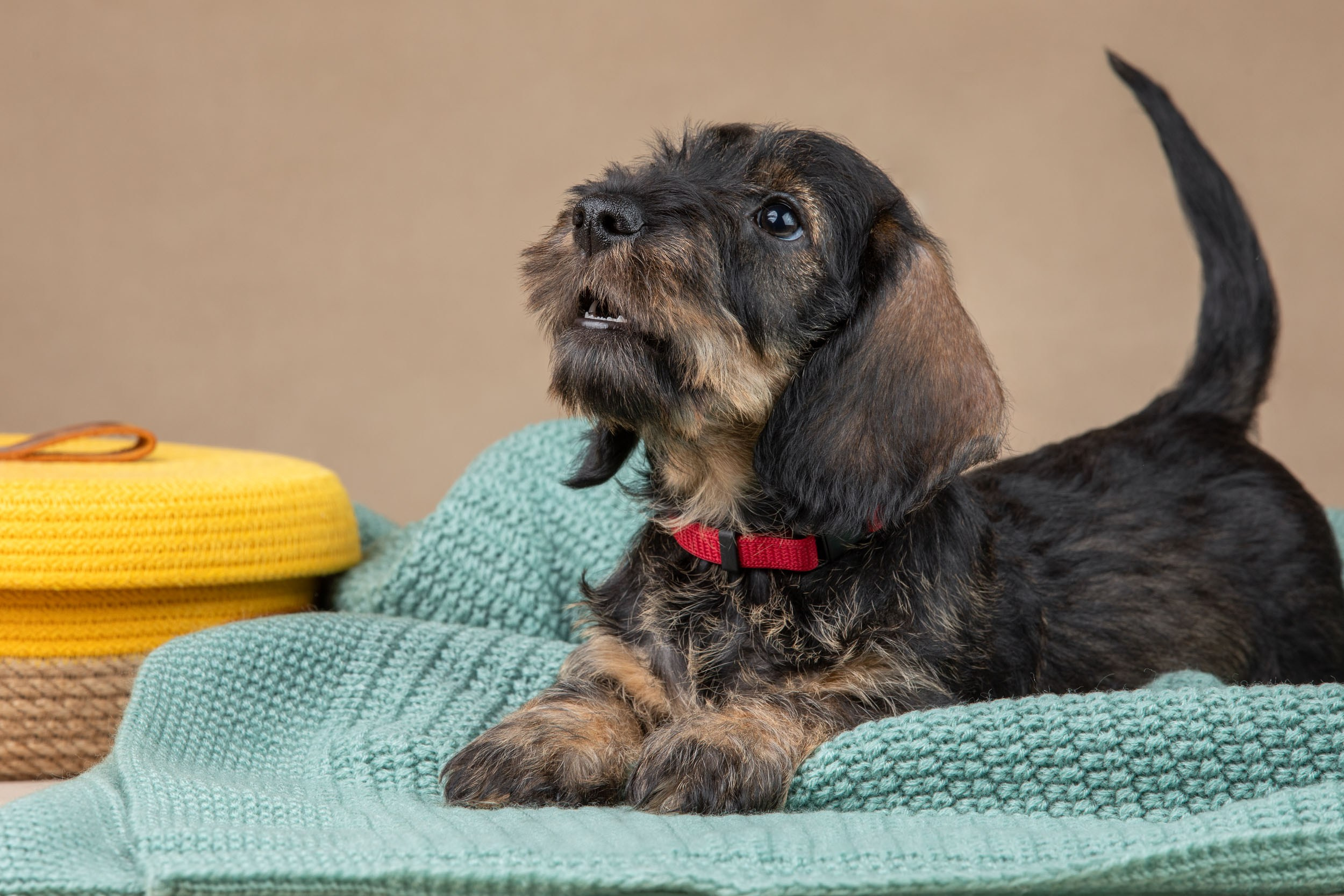 Съемка щенков жесткошерстной таксы на бежевом фоне в ящике. Фотограф-анималист в Москве и Московской области Татьяна Фролова