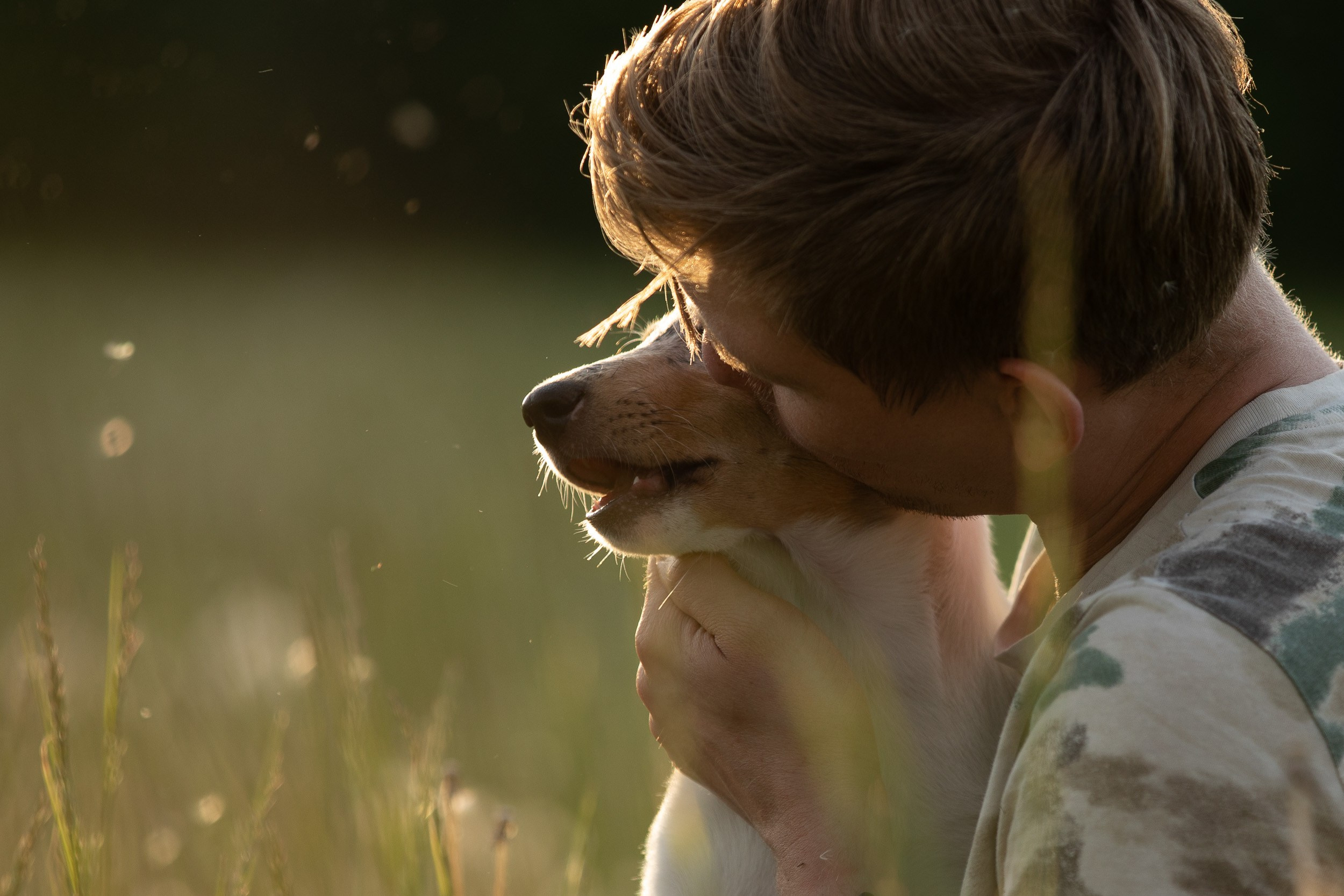 Щенок короткошерстной колли в 3 месяца на прогулке в поле. Фотограф-анималист в Москве и Московской области Татьяна Фролова