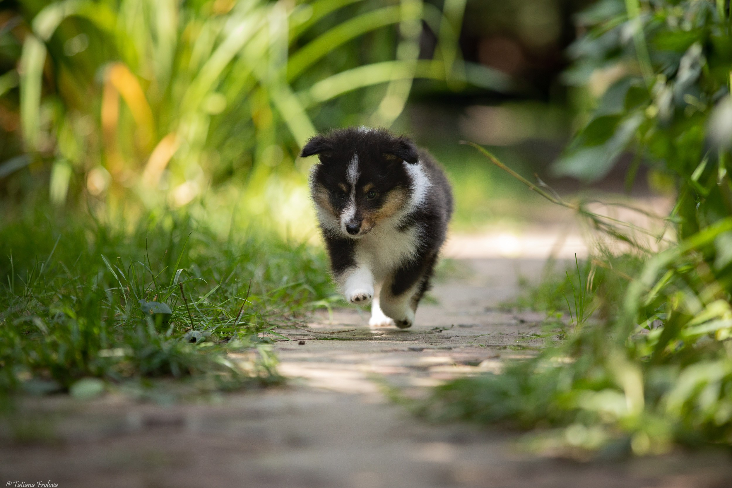 Фото помета щенков для продажи. Фотограф-анималист в Москве и Московской области Татьяна Фролова