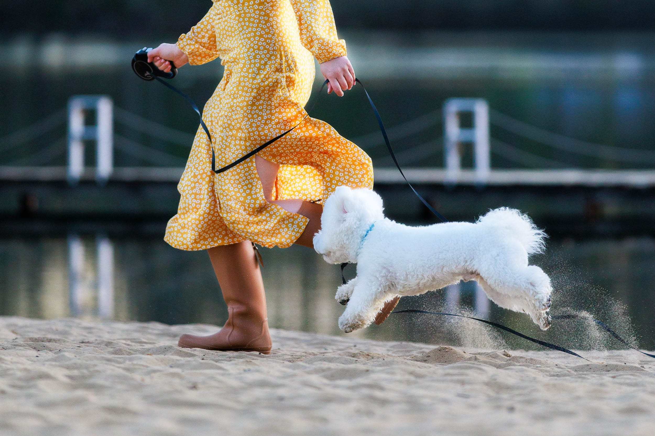 Фотосессия с тибетскими мастифами и бишон фризе. Фотограф-анималист в Москве и Московской области Татьяна Фролова