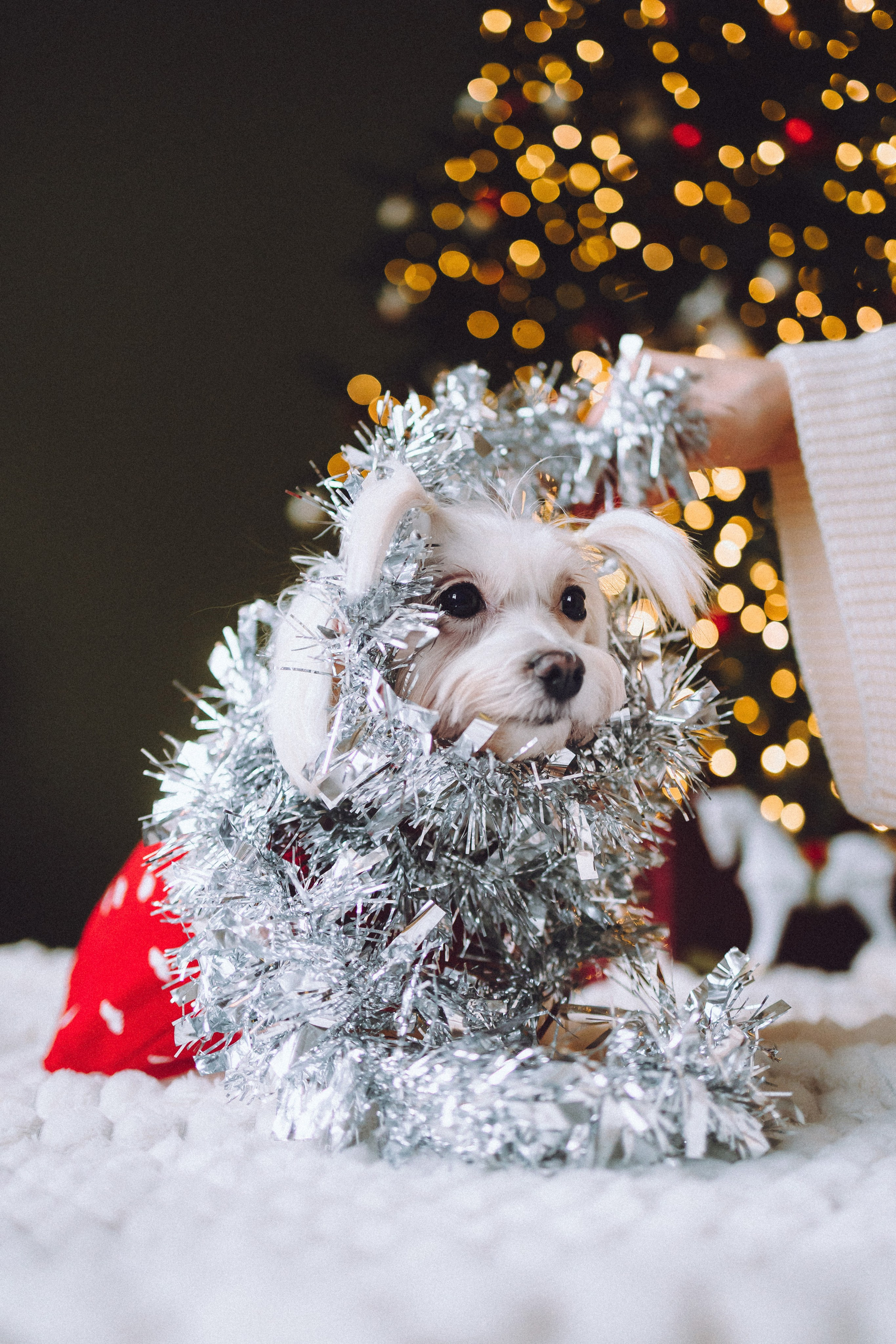 Констанция и Молли