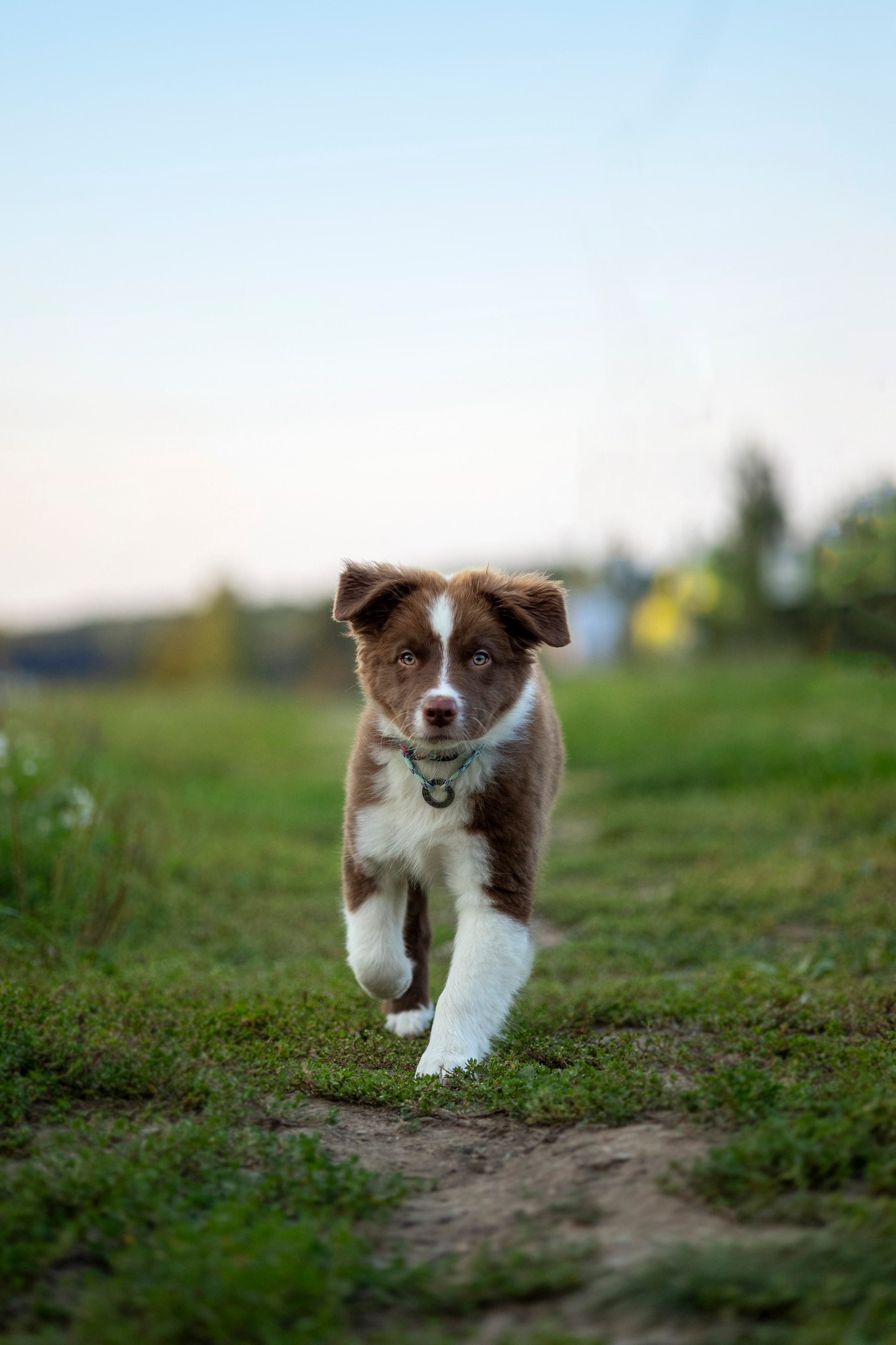 Съемка щенка. Анастасия Белаш