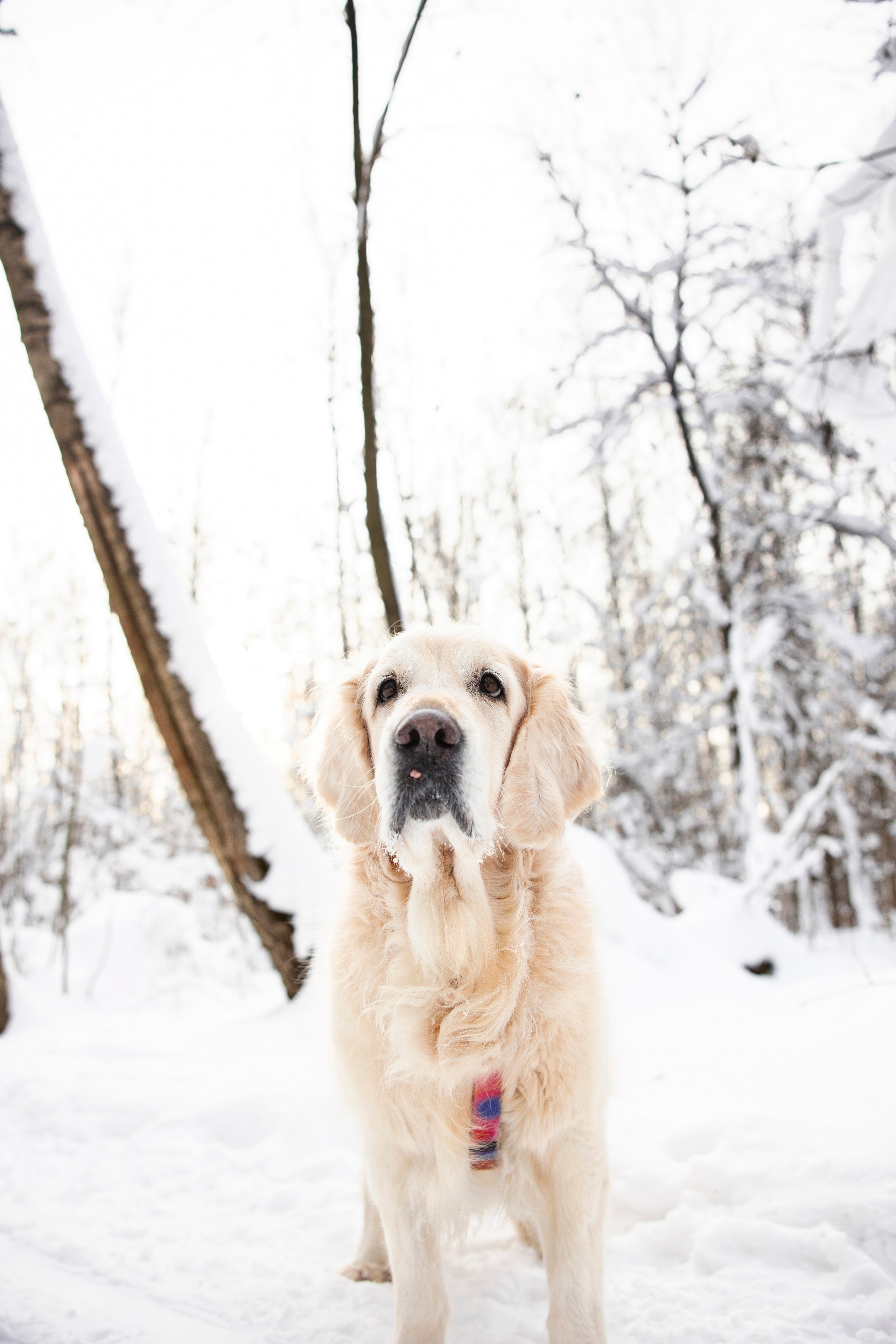 Бэлла и Панда. Анастасия Белаш