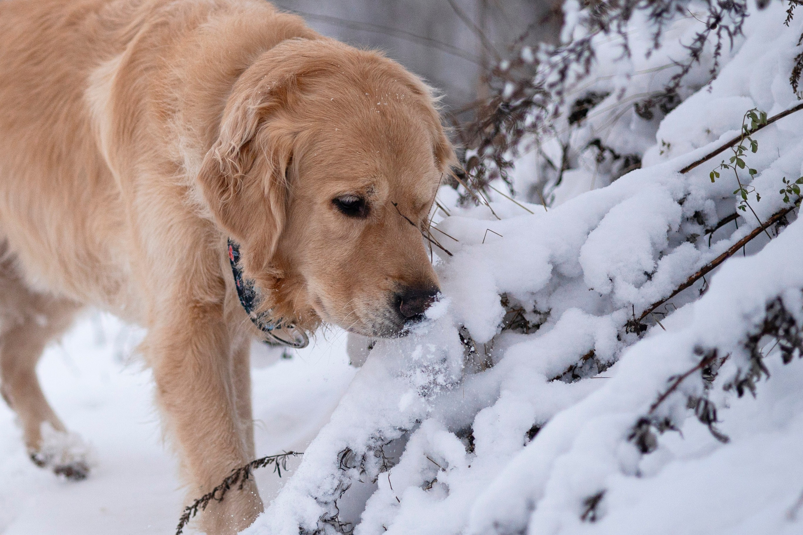 Съемка с собакой. Анастасия Белаш