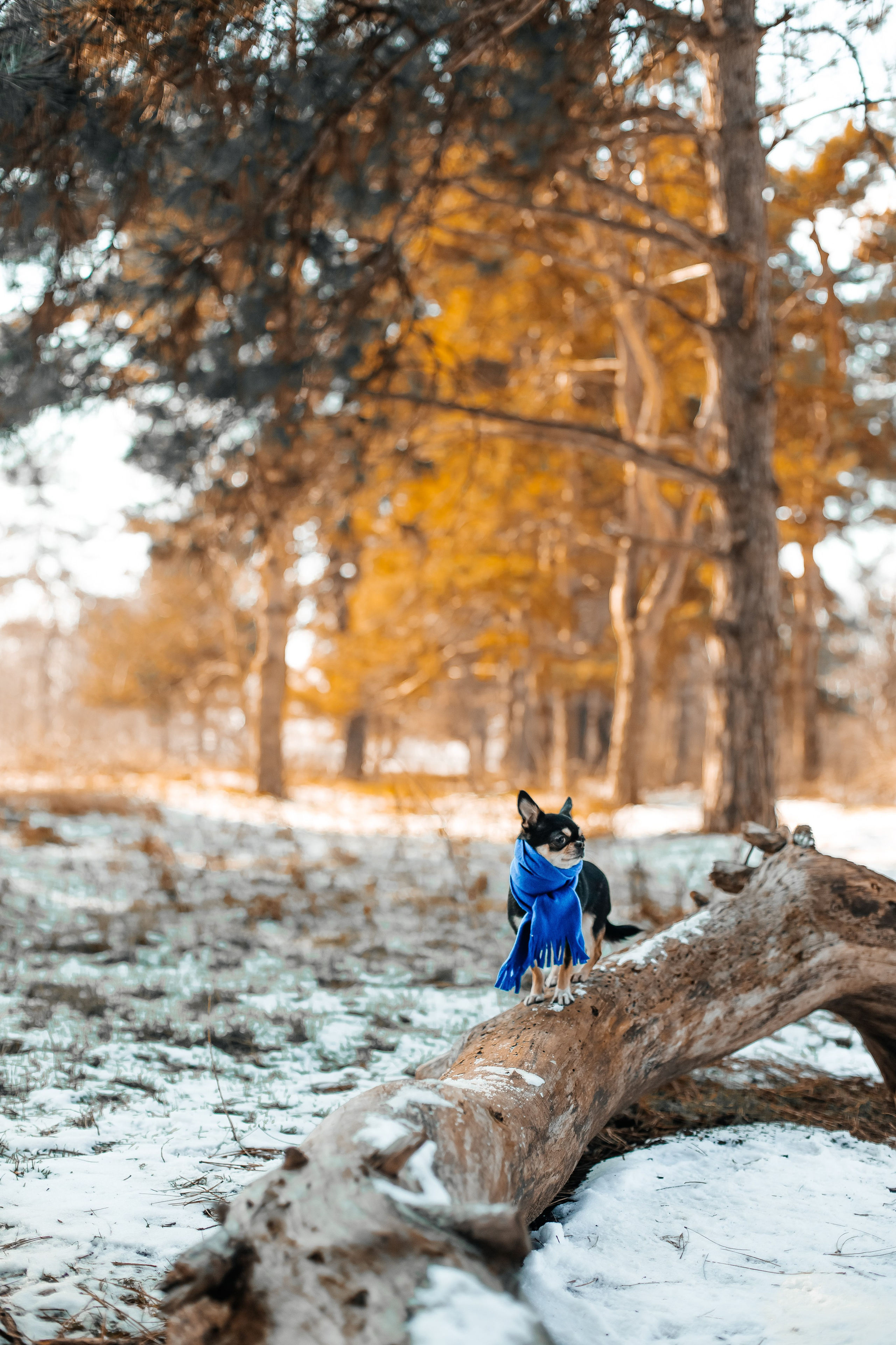 Портфолио2. Фотограф — анималист Маргарита Хелбен Краснодар