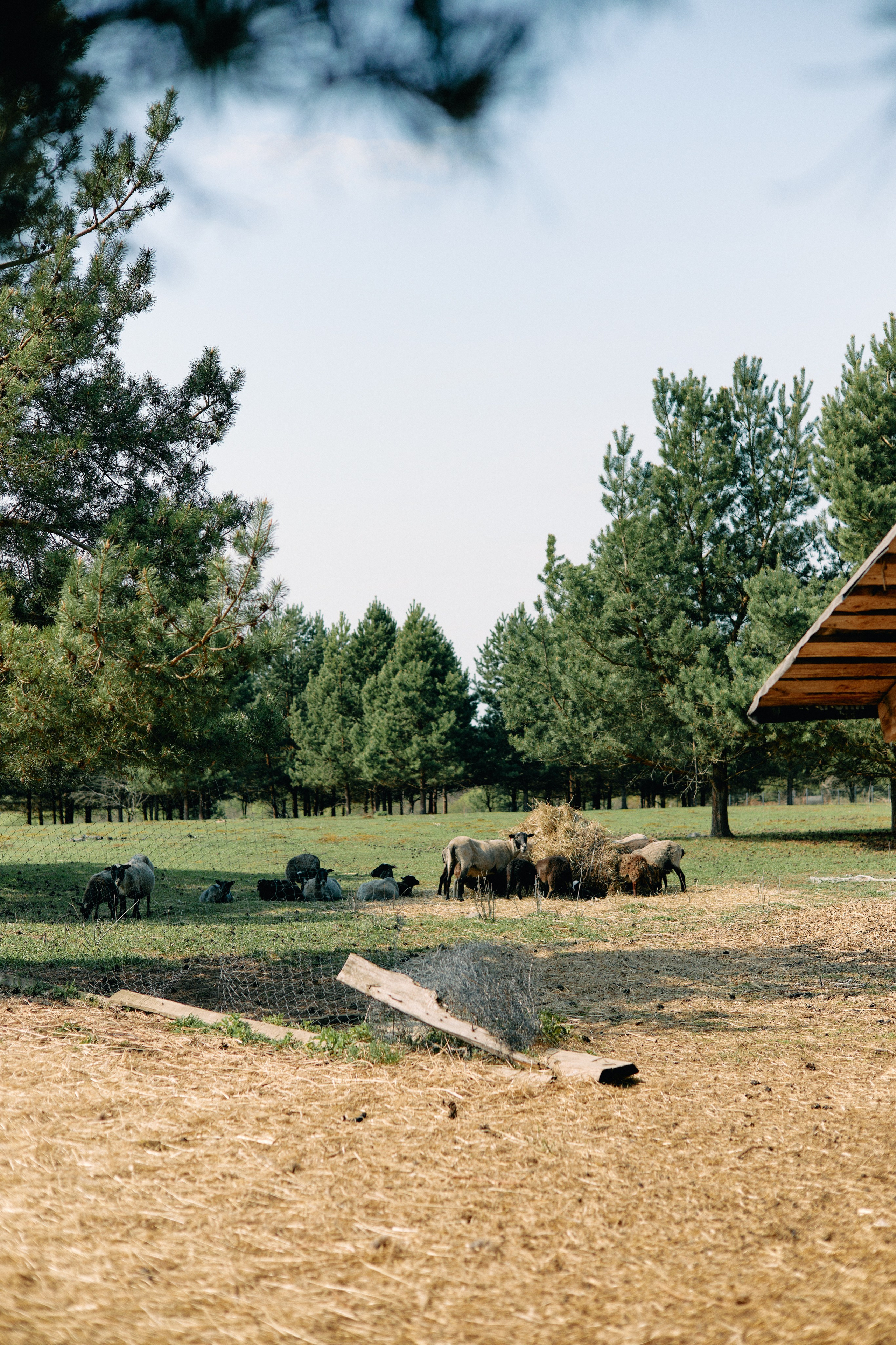 Бутик-отель Поле летом. Профессиональный Фотограф во Владимире, в Москве и в Суздале — Полина Романычева