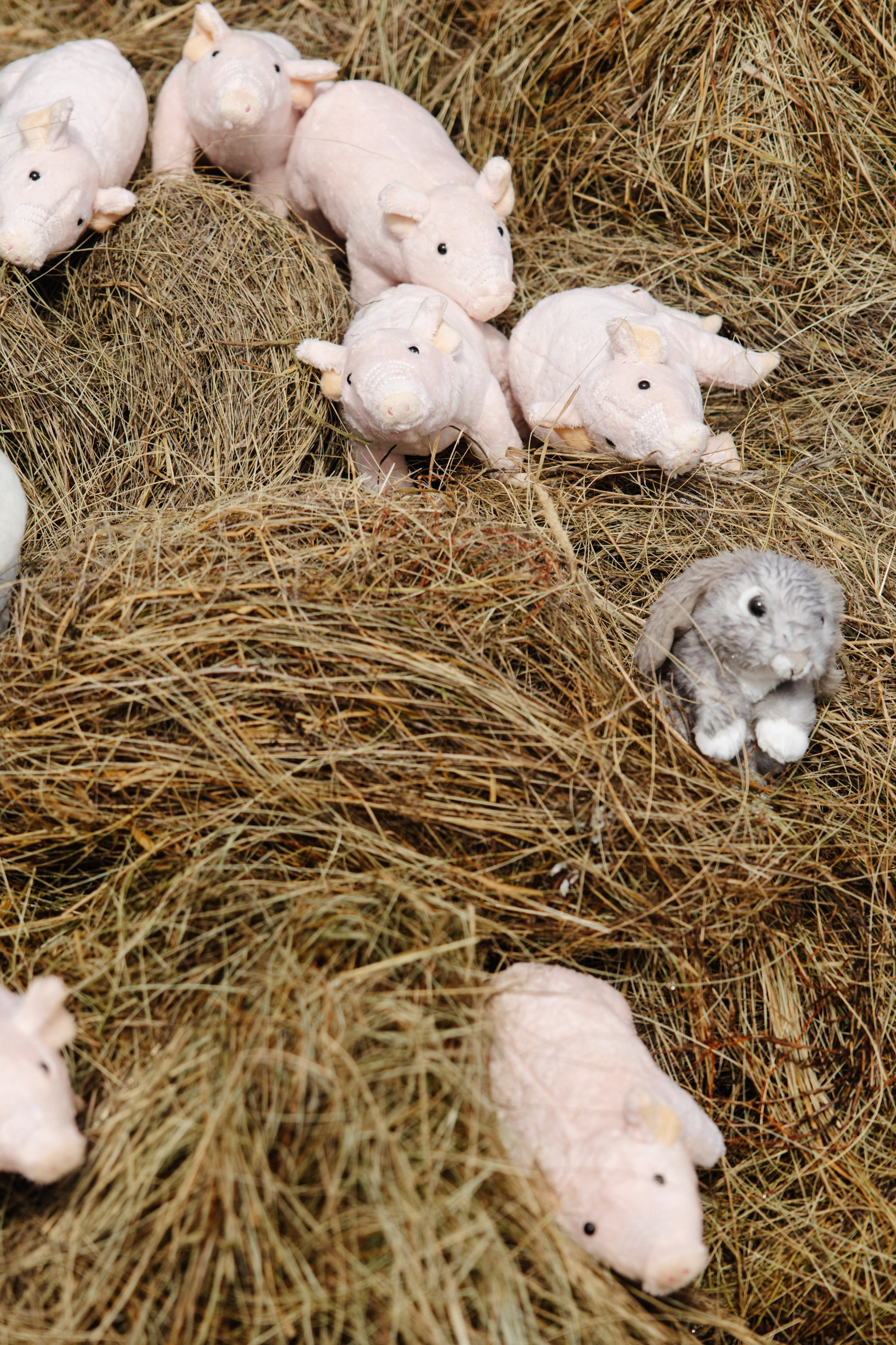 ГЕНДЕР ПАТИ. Фотограф в Красноярске