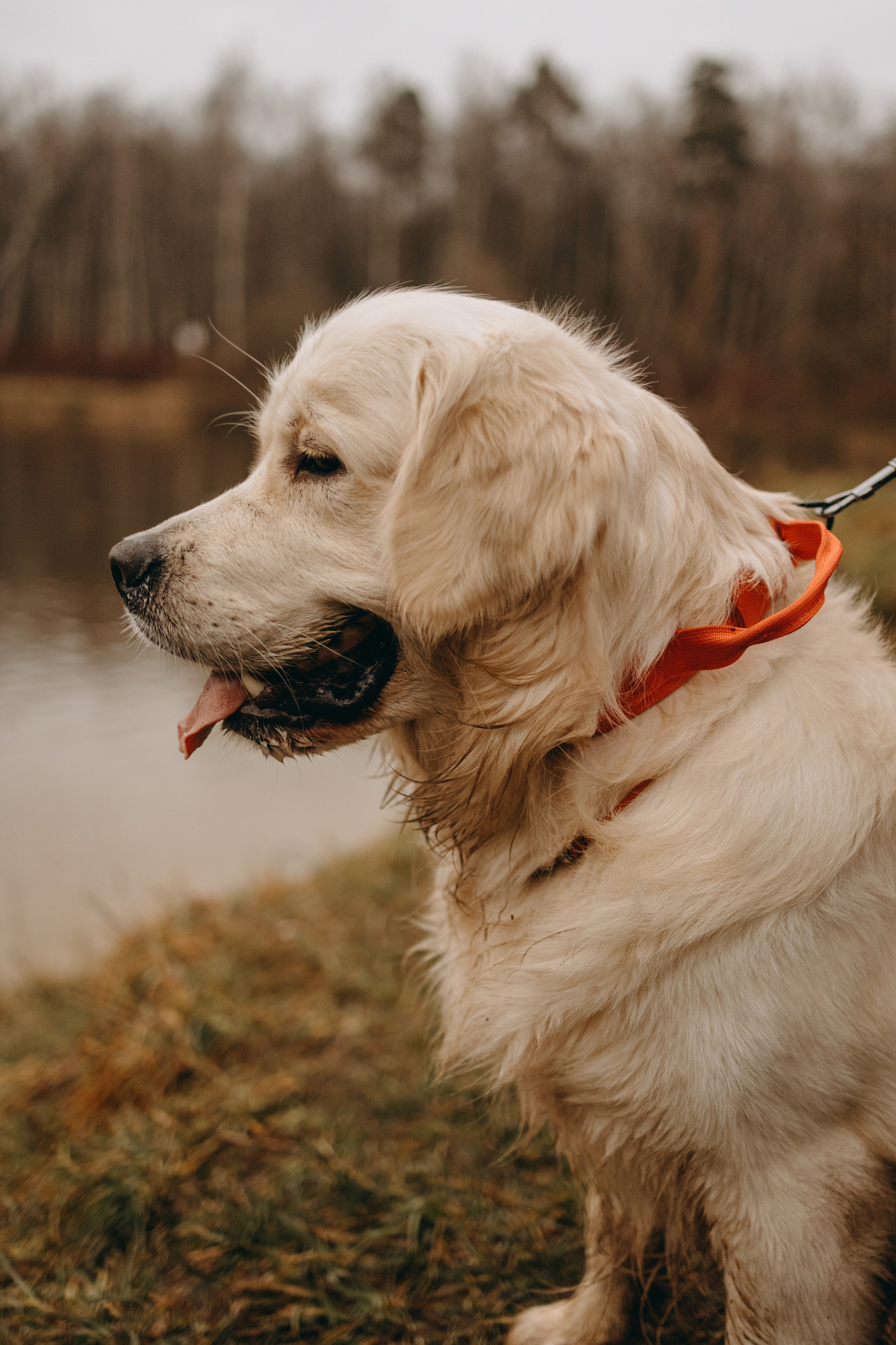 Лаки и его семья. Фотограф — Анималист | Санкт-Петербург