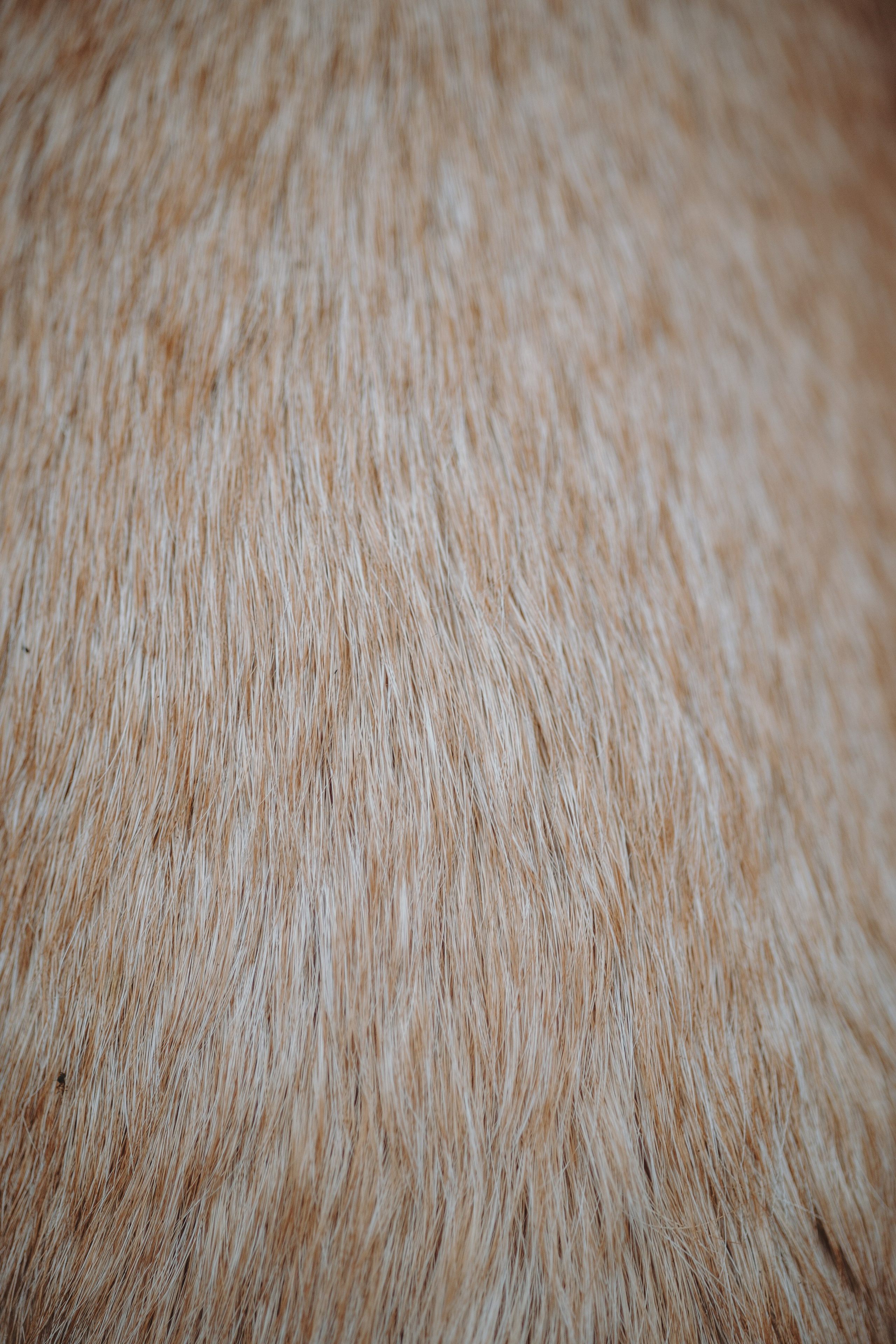 Оксана и Барон. Фотограф — Анималист | Санкт-Петербург