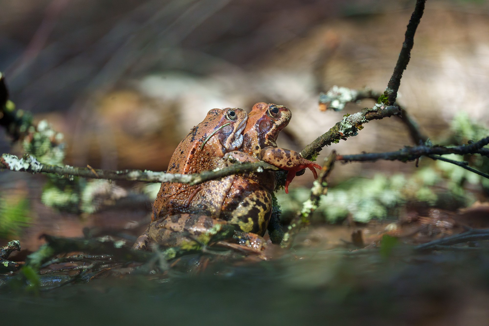 Животные. Ваш личный фотограф Марина Волкова