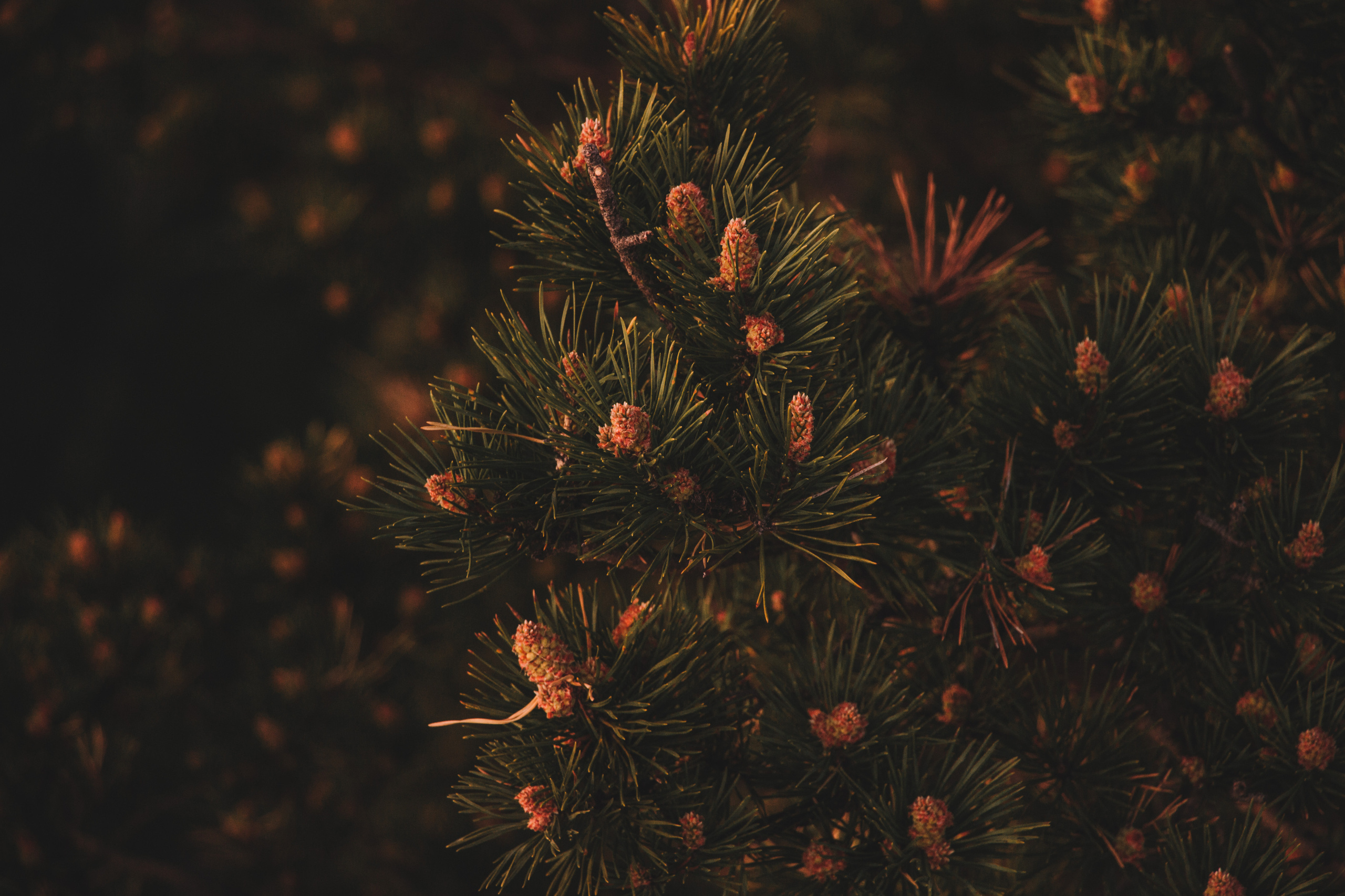 Аракульский Шихан | Май 2020. Andrew Sozonov visual artist