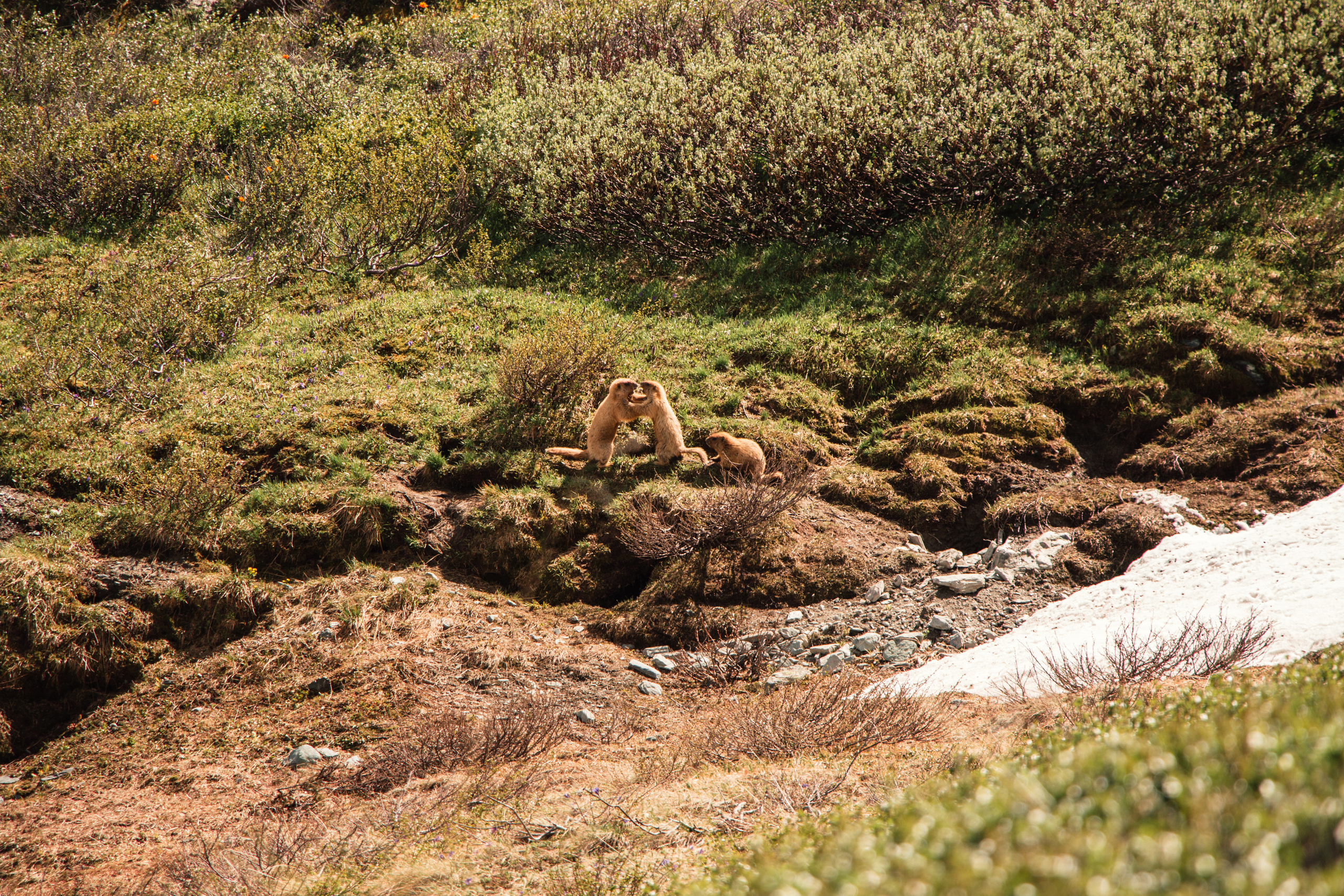 Алтай | Июль 2019. Andrew Sozonov visual artist
