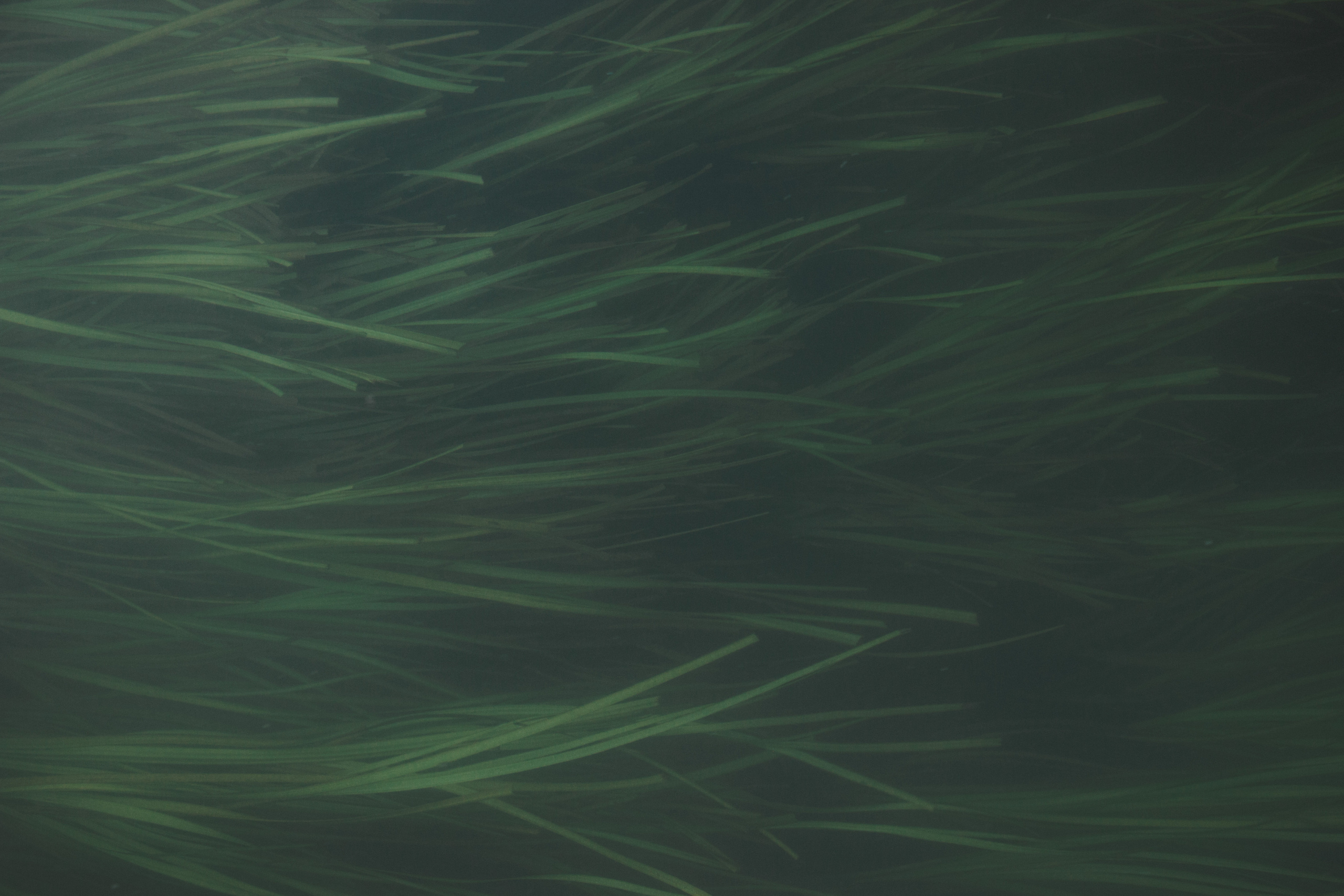 Вика. Andrew Sozonov visual artist