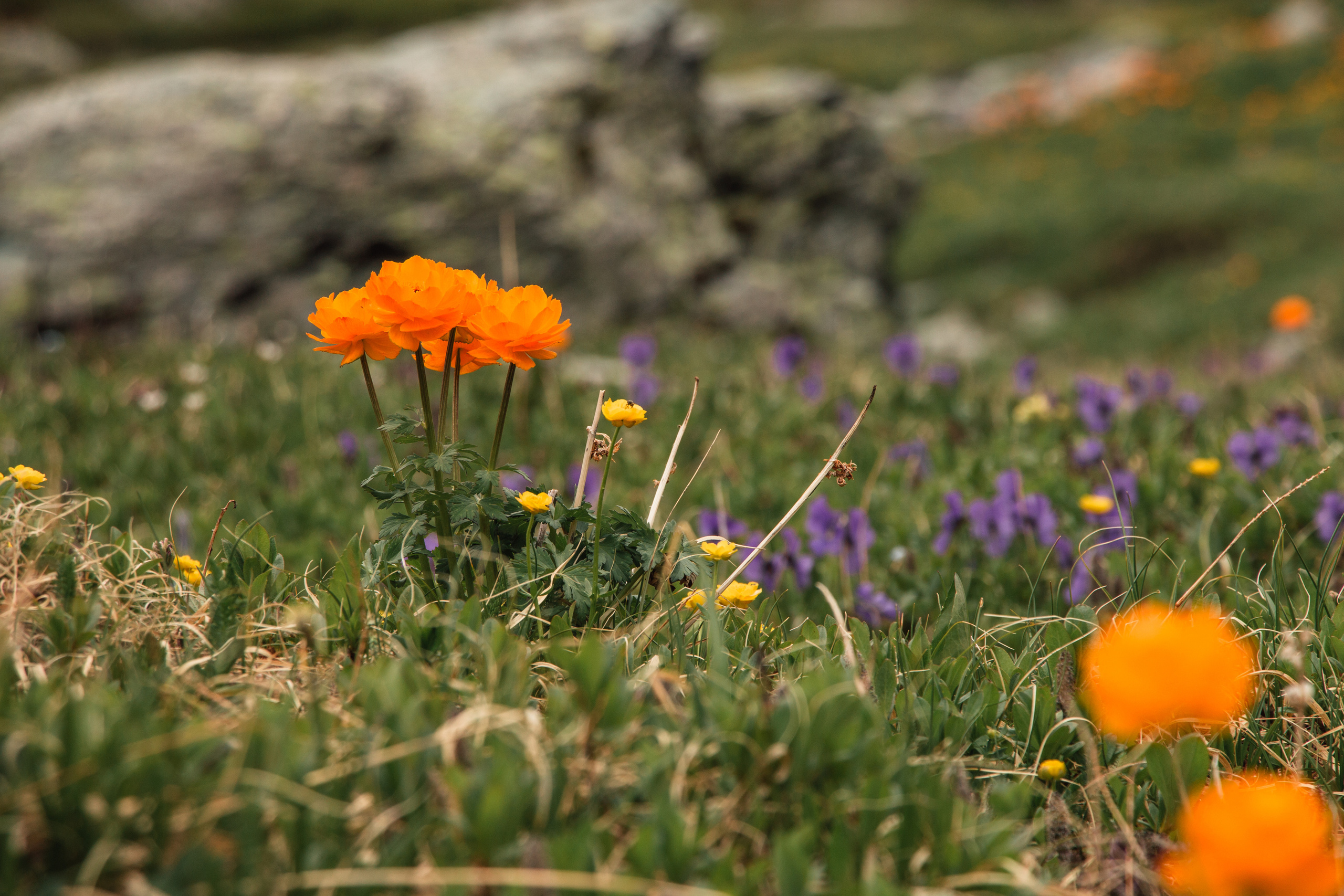 Алтай | Июль 2019. Andrew Sozonov visual artist