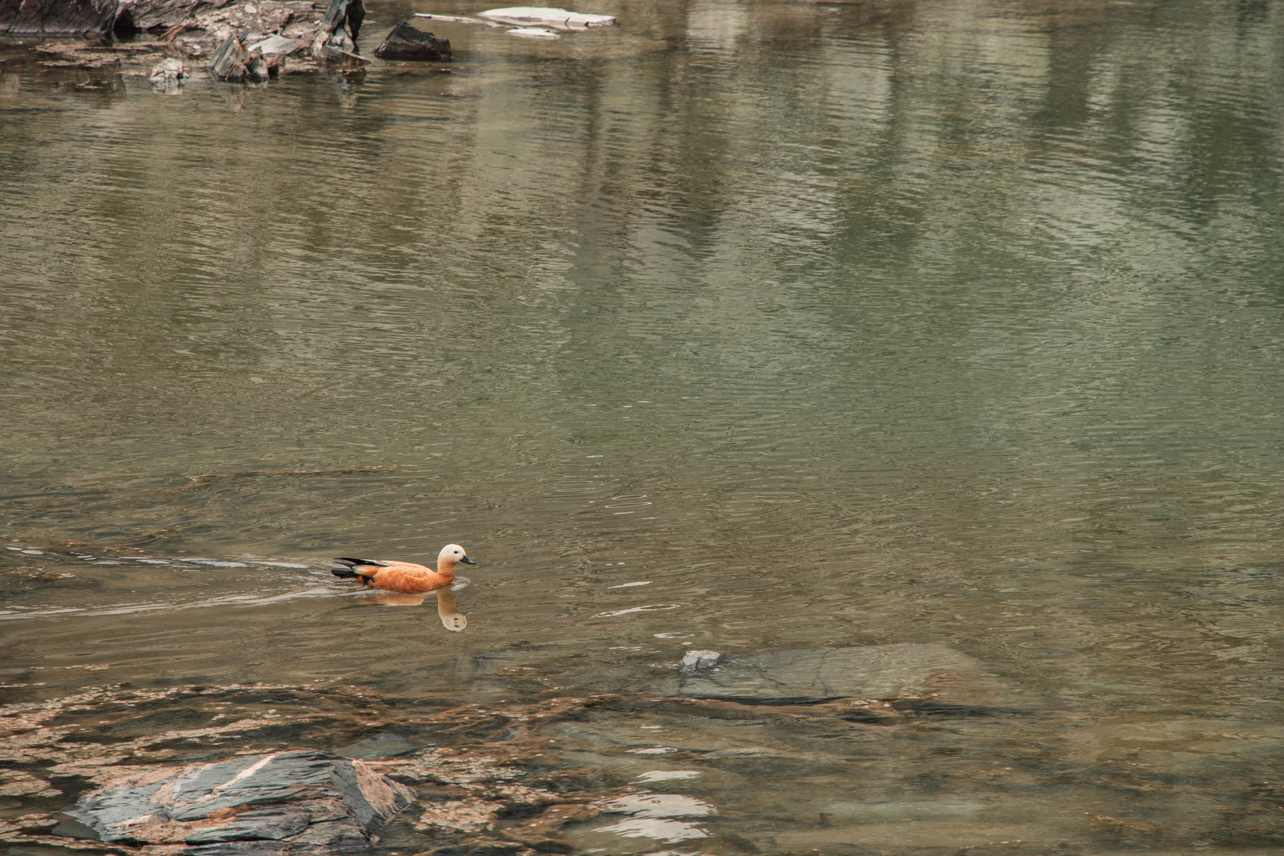 Алтай | Июль 2019. Andrew Sozonov visual artist