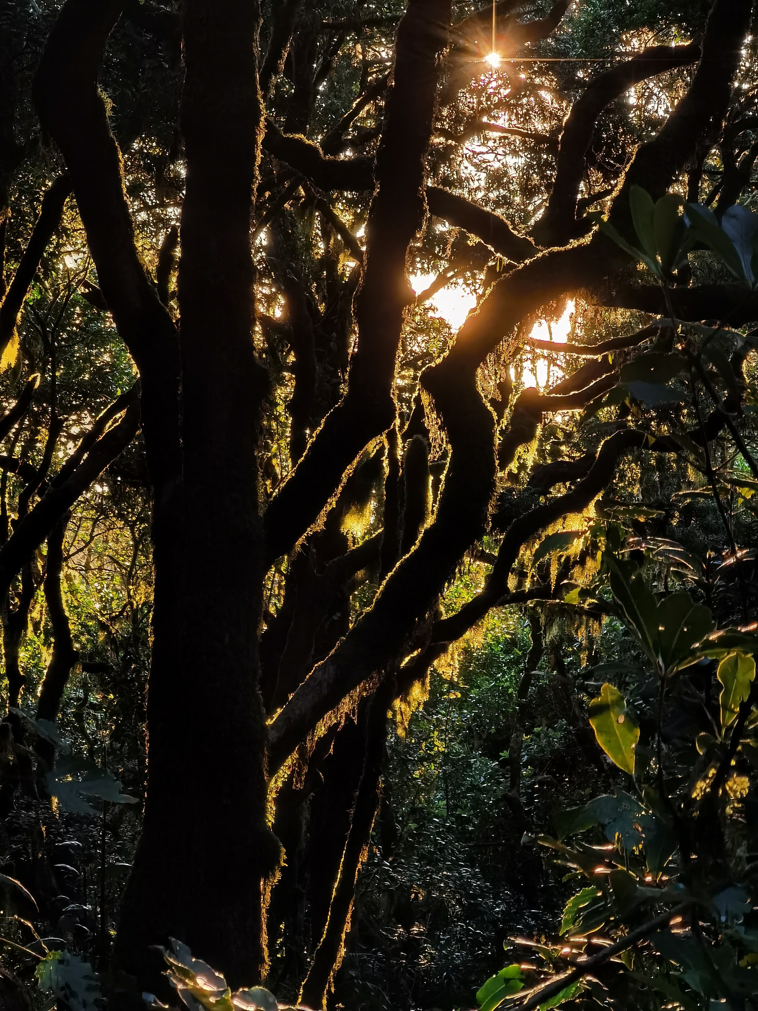 Килиманджаро