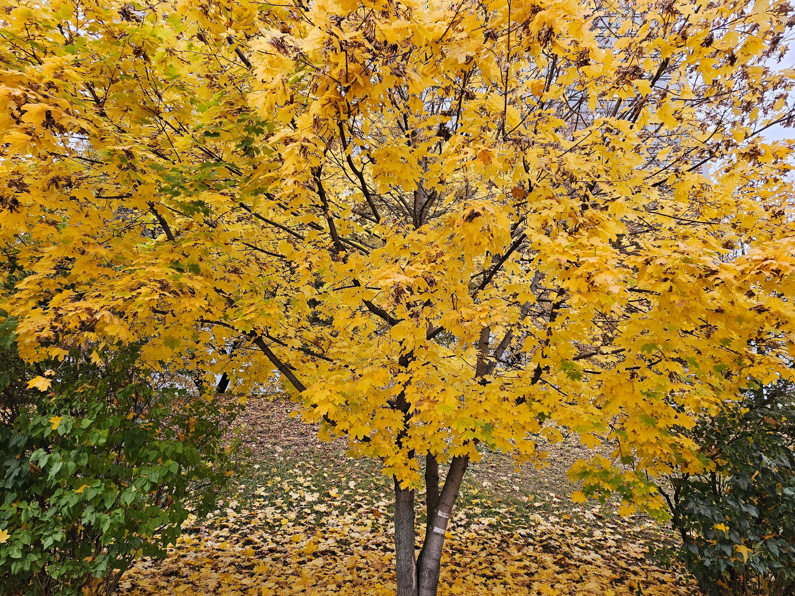 Крупный план осеннего кленового дерева с густой кроной ярко-желтых листьев. Дерево стоит на склоне, покрытом опавшей листвой. По бокам видны кусты с зеленой листвой.