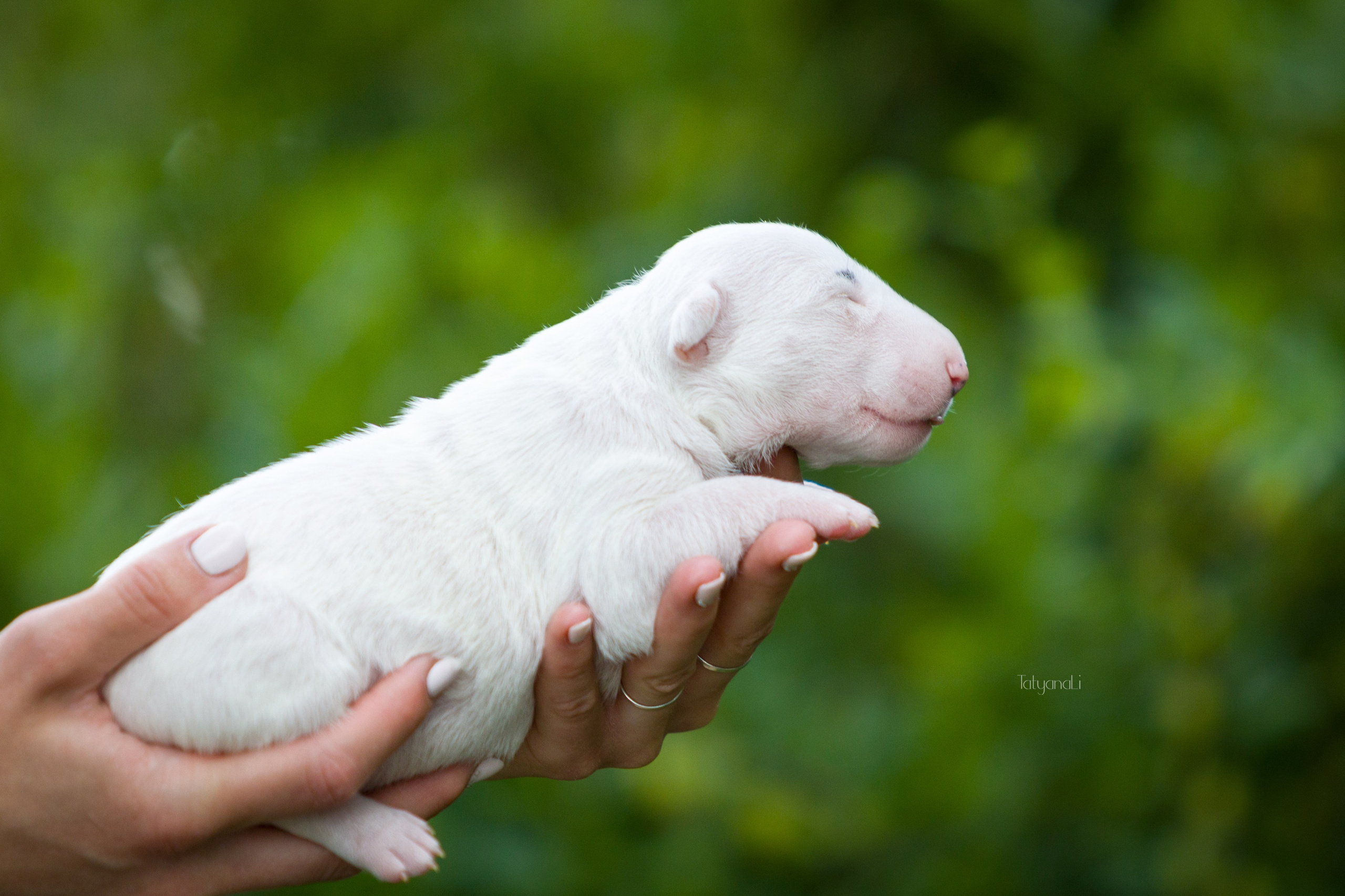 Стандартный бультерьер. Фотограф — анималист Татьяна Ли