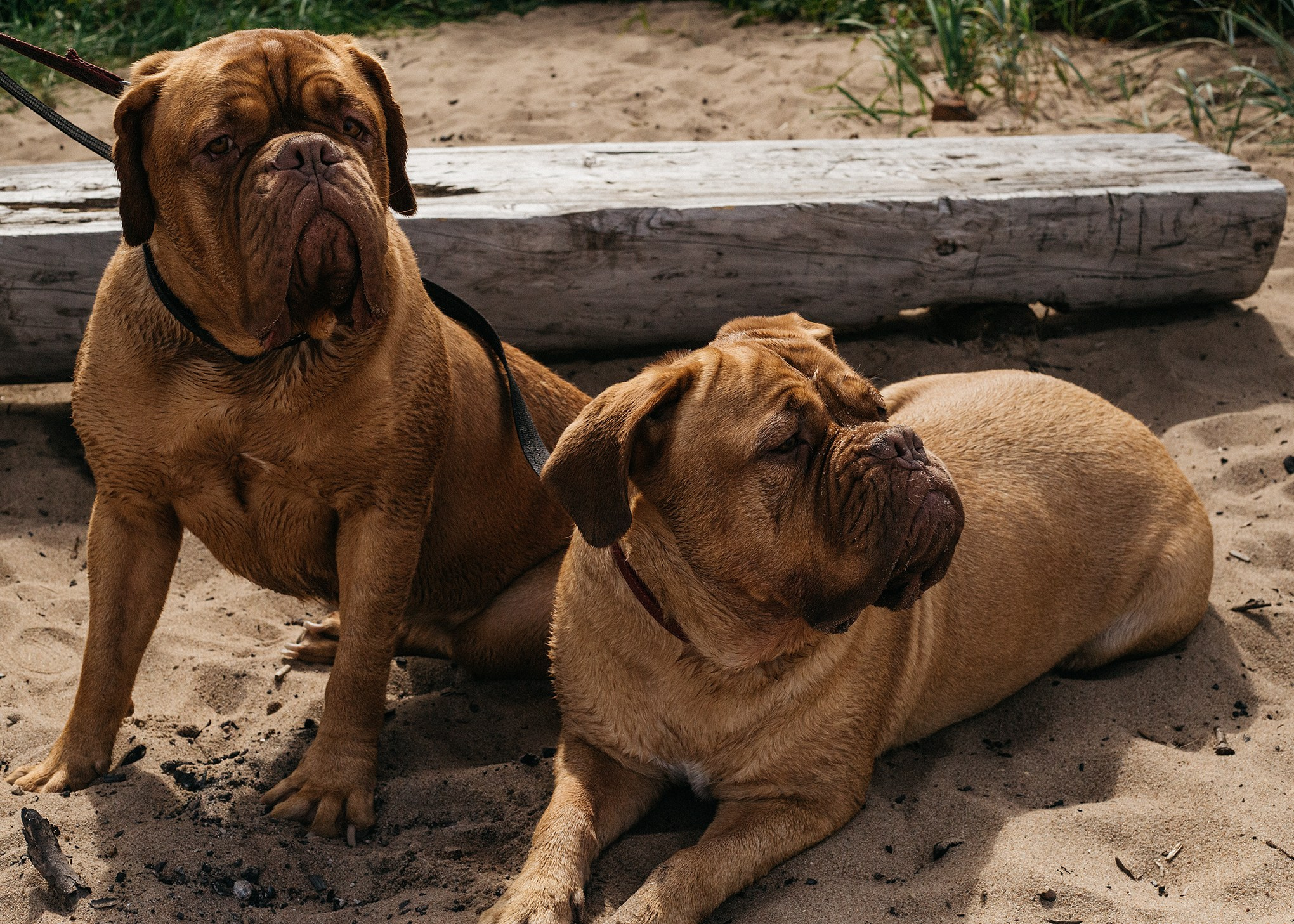 Ксюша, Соня и Дуся. Семейный и портретный фотограф в Санкт-Петербурге
