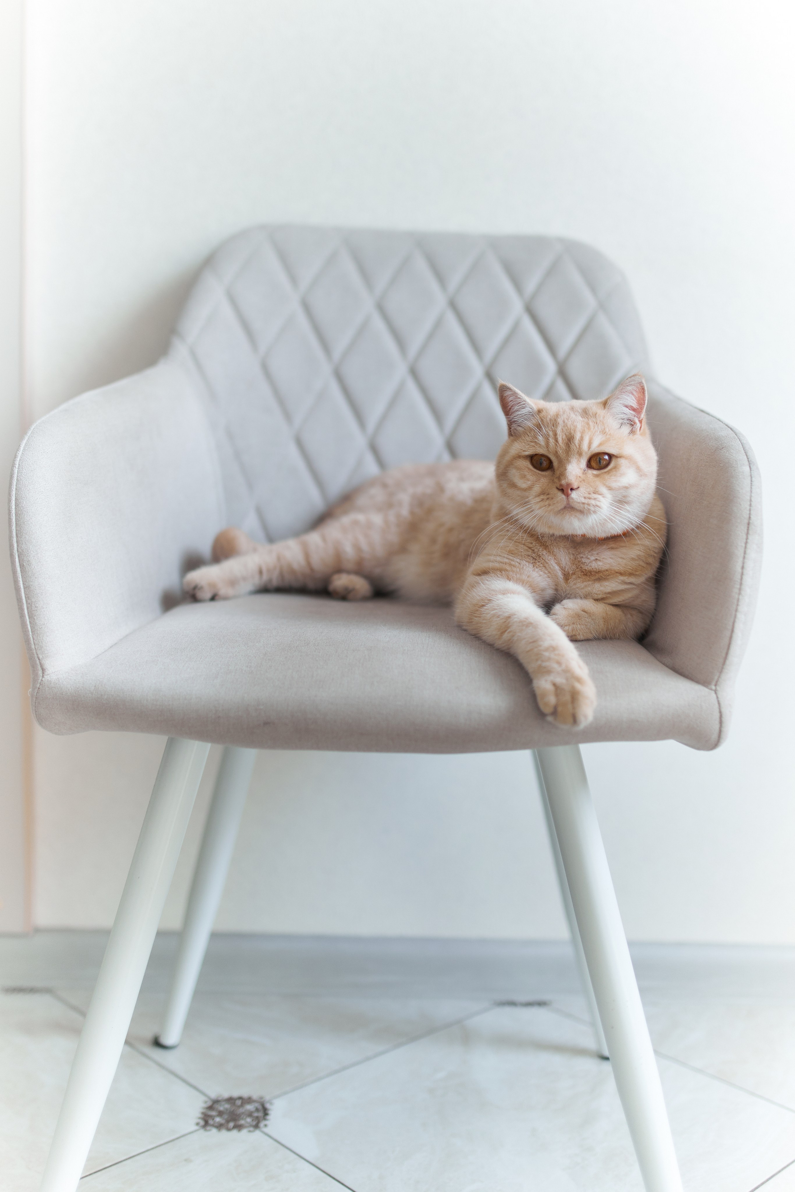 Фотосессия кота. Мужская фотосессия в СПб|Ирина Курманаева