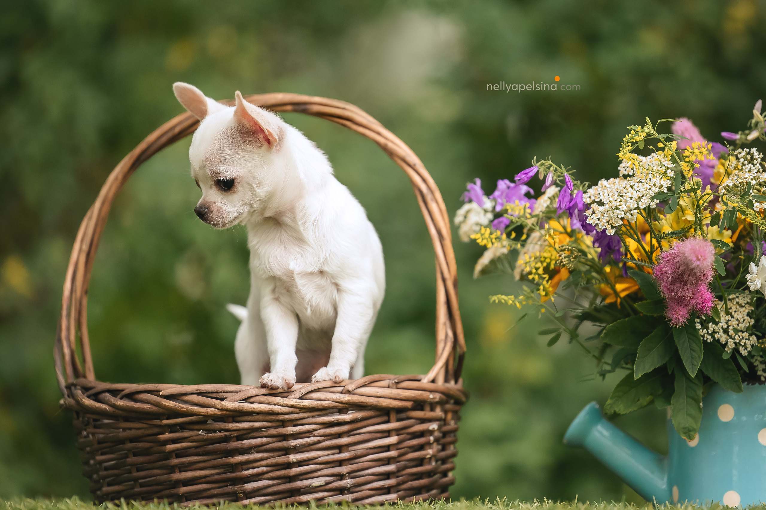 Юлия, Марсель и Маркиз. Фотограф Нелли Самойлова